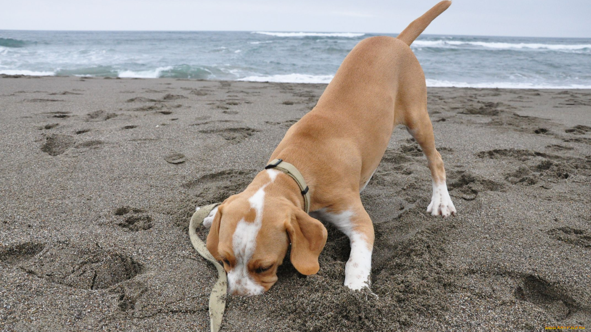 животные, собаки, песок, dog