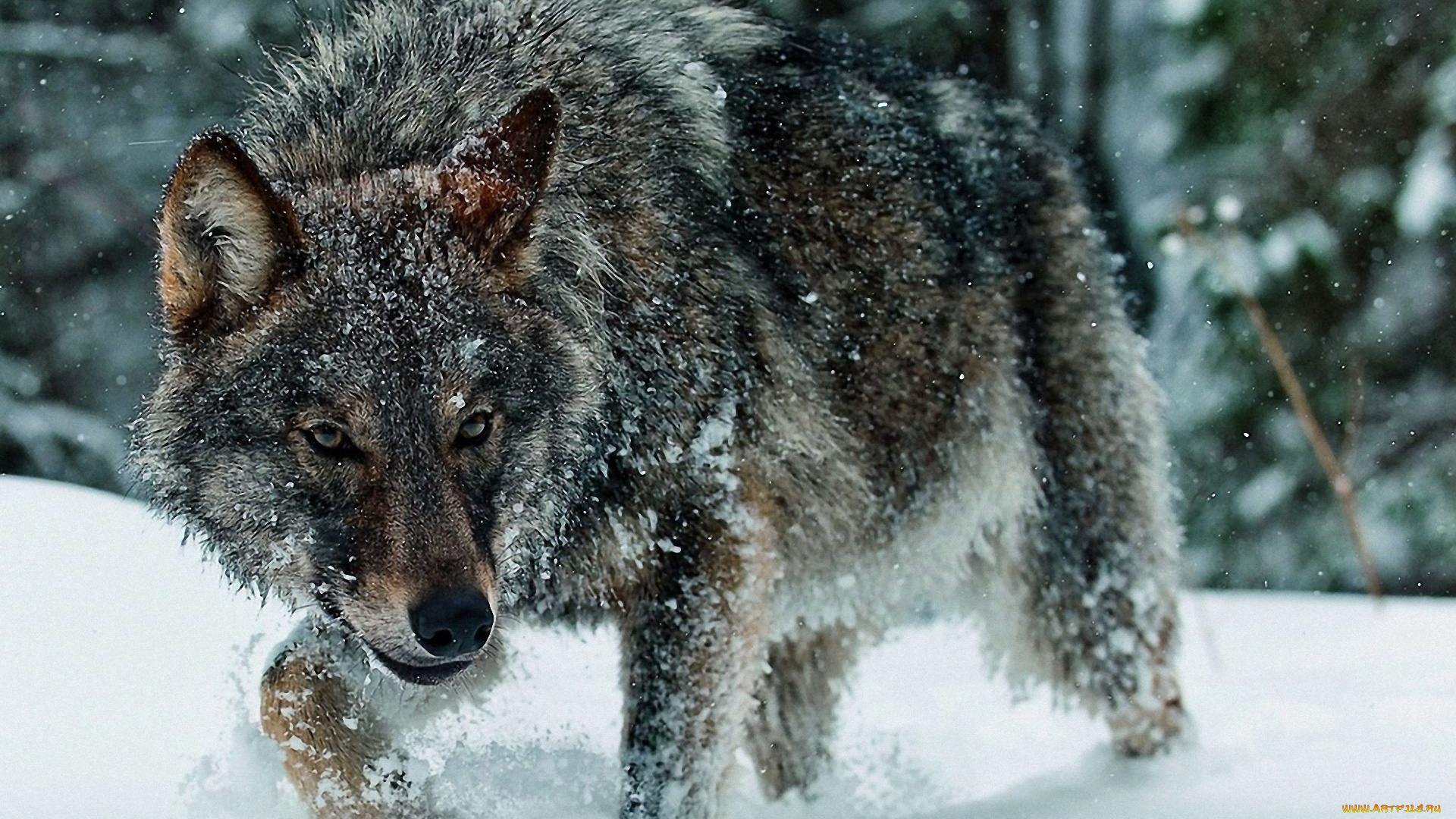 животные, волки, снег, лес