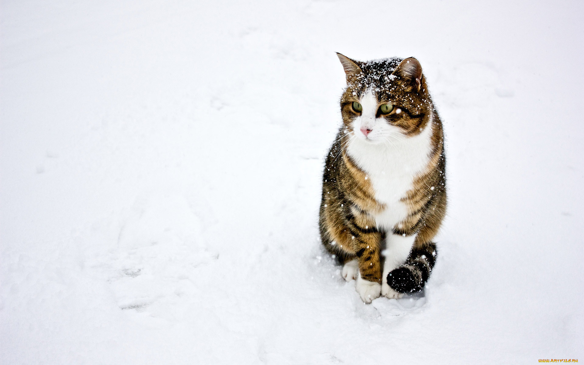 животные, коты, кот, кошка, снег