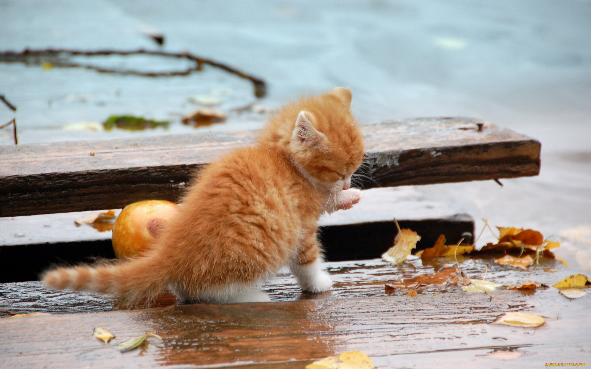 животные, коты, рыжий, котёнок, осень