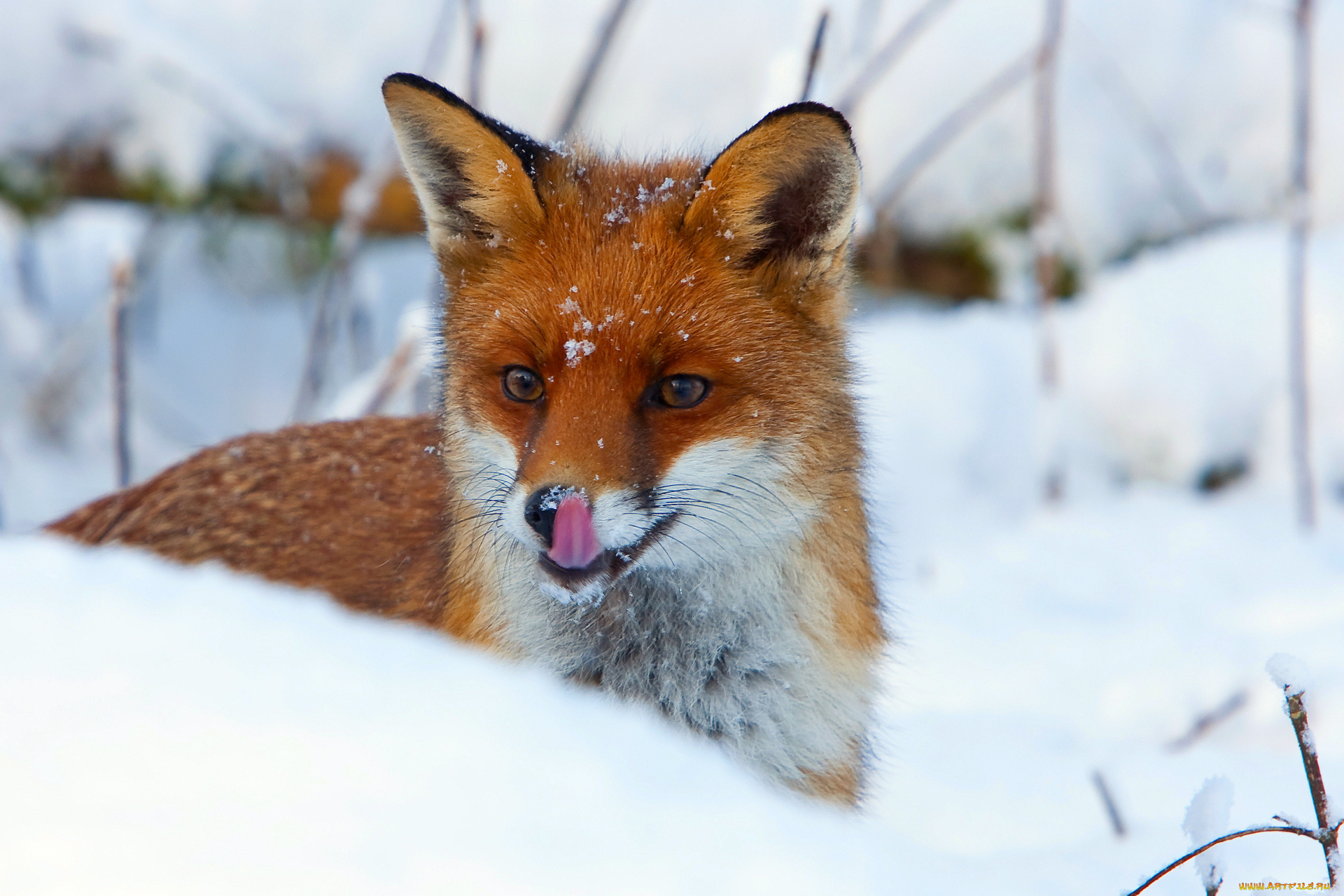 животные, лисы, лиса, язык, снег