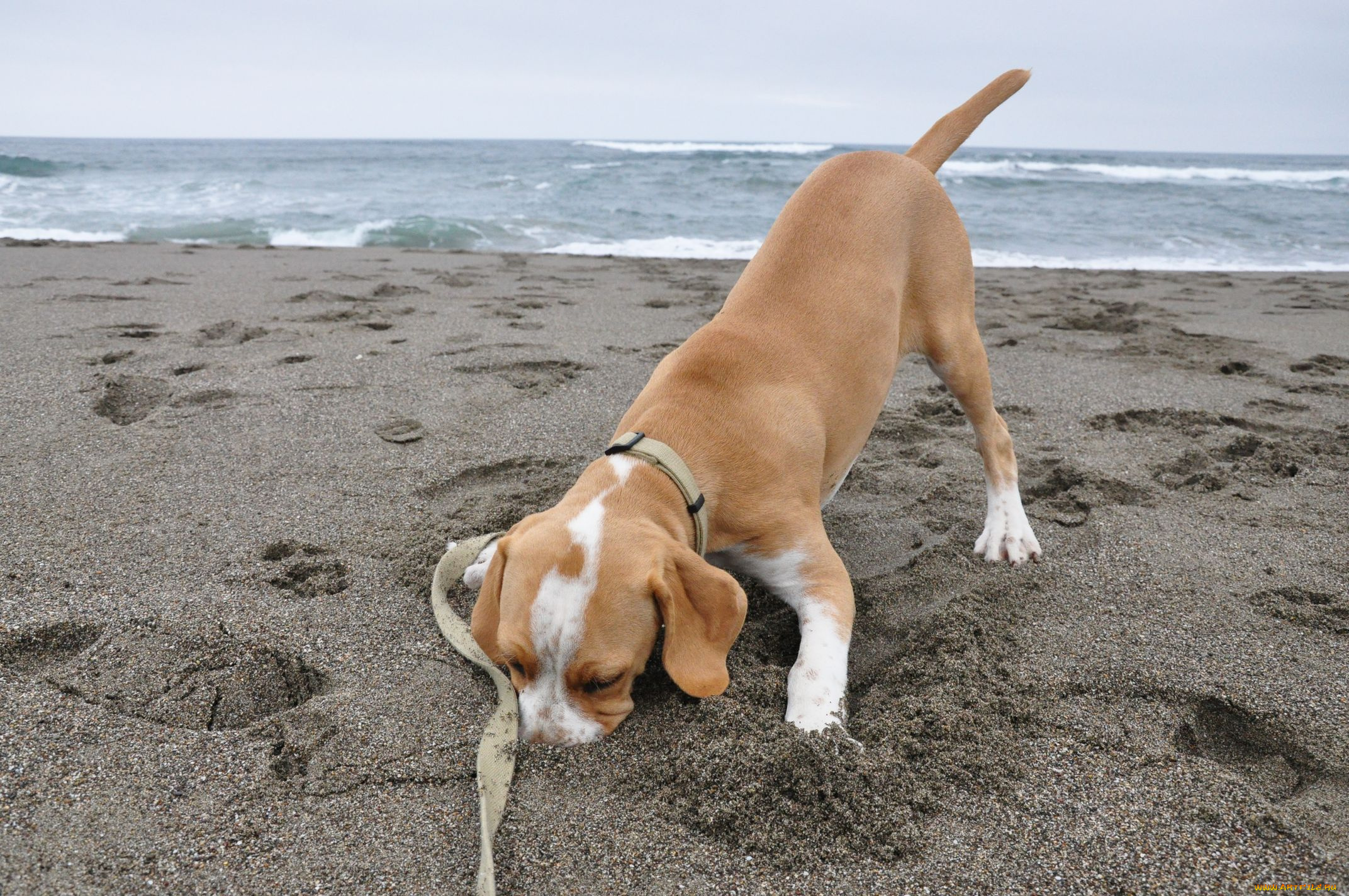 животные, собаки, песок, dog