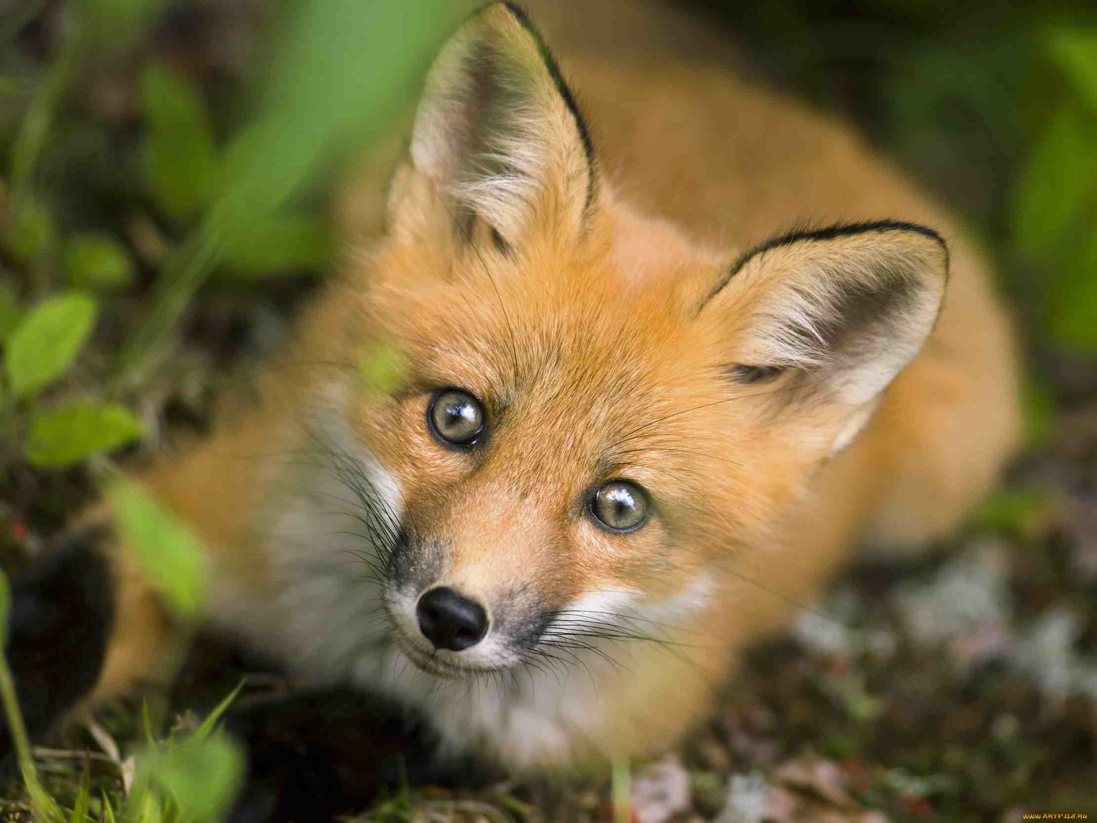 животные, лисы, fox