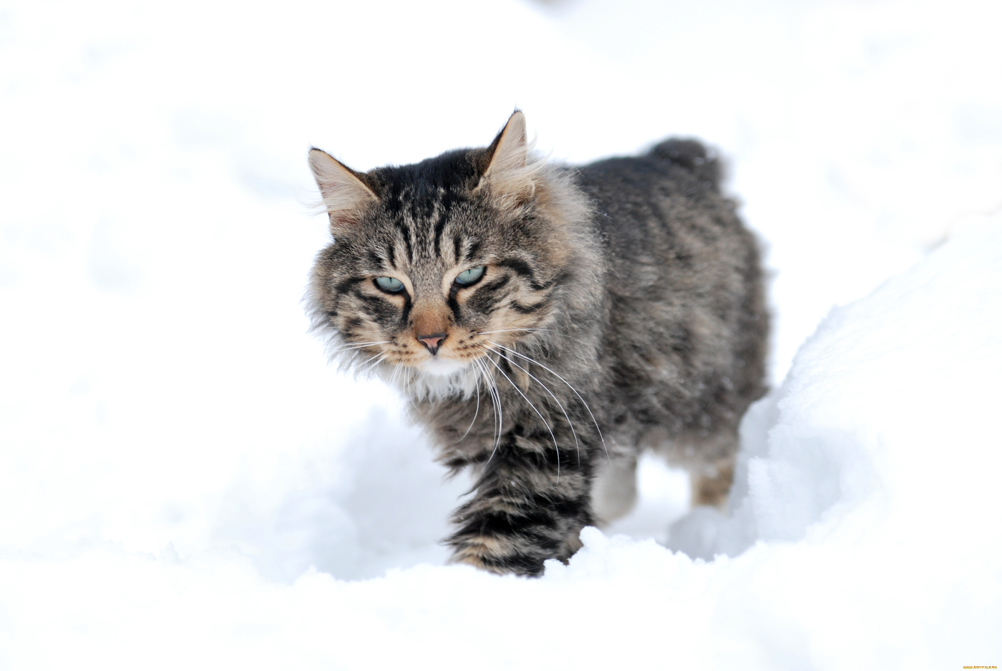 животные, коты, снег, кот, кошка