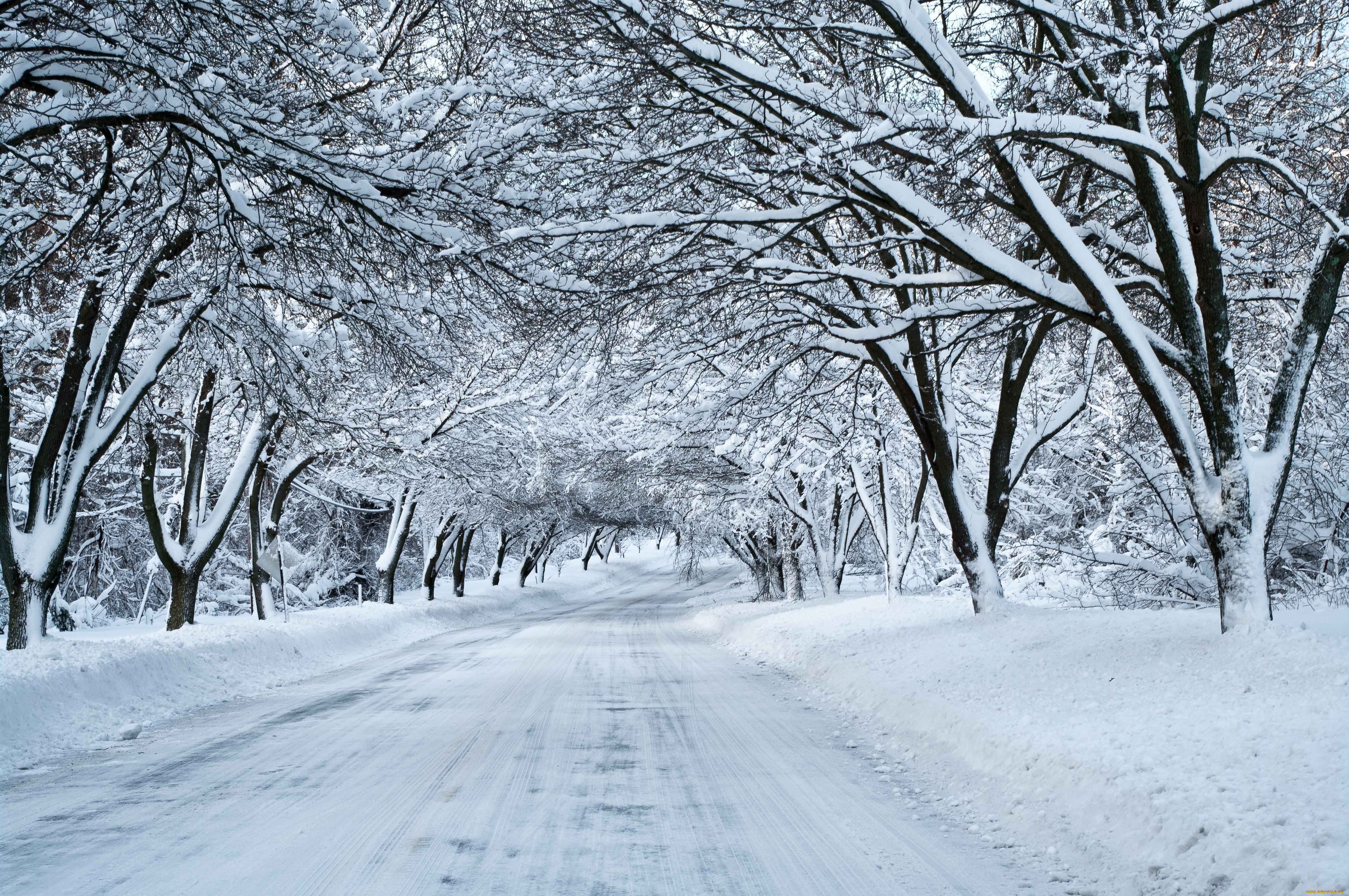 Snowing pic. Зима снег. Деревья в снегу. Зимняя дорога. Заснеженная дорога.