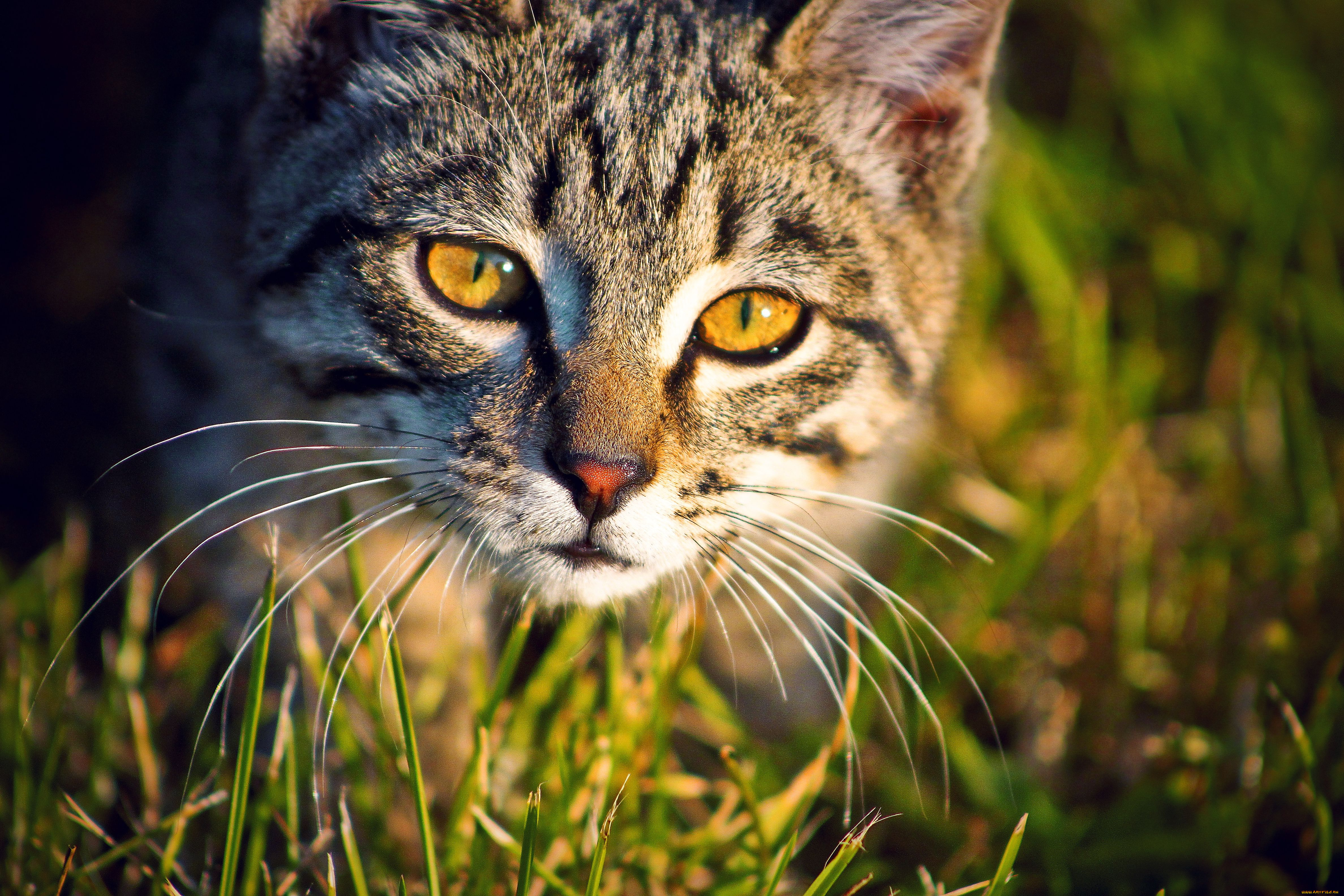 Любые фотки. Кошка. Кошки в высоком разрешении. Животные кот. Кошки HD.