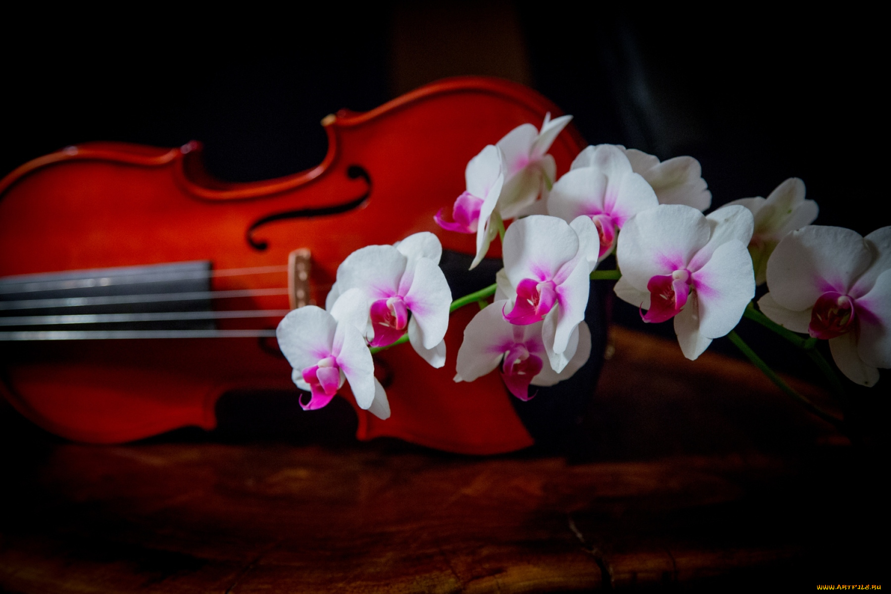 цветы, орхидеи, скрипка, ветка