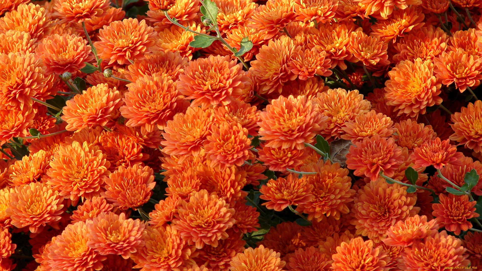 Красно Оранжевая Хризантема