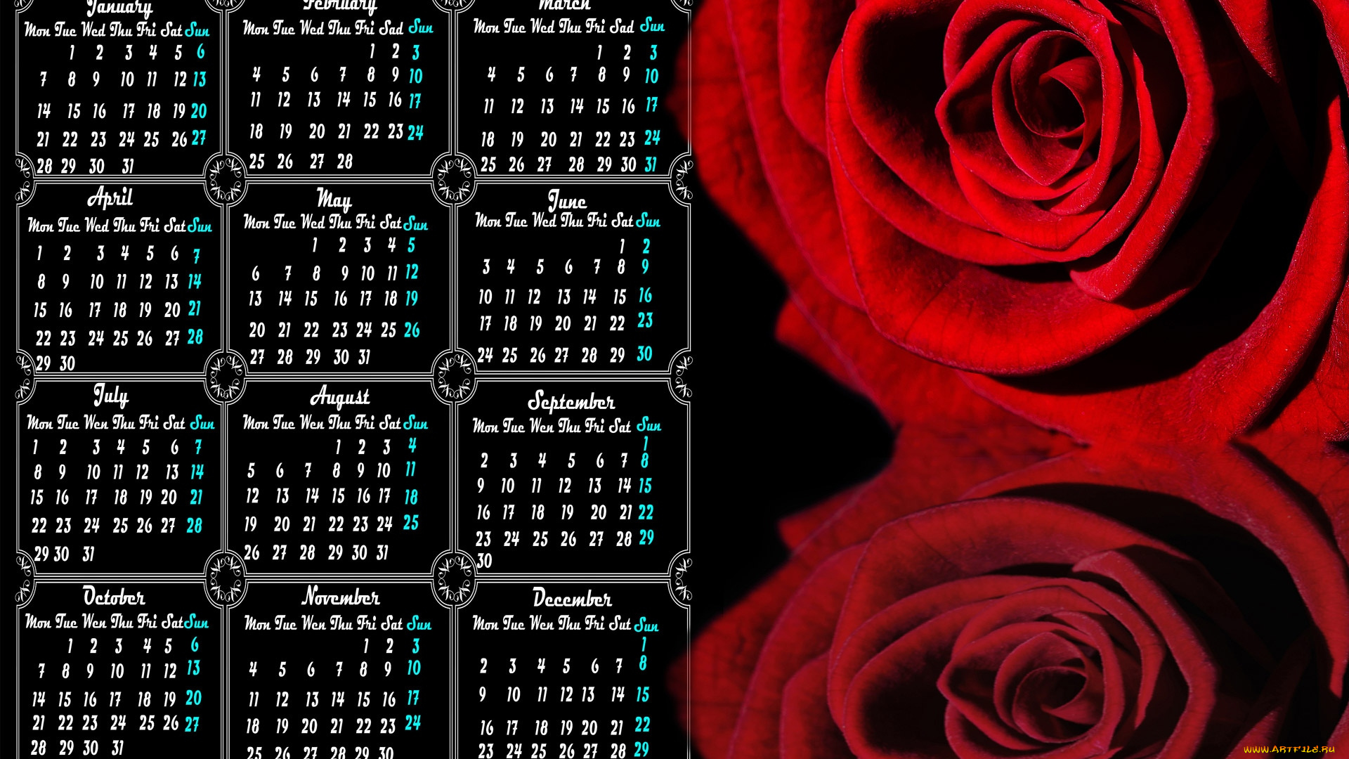 календари, цветы, розы, капли