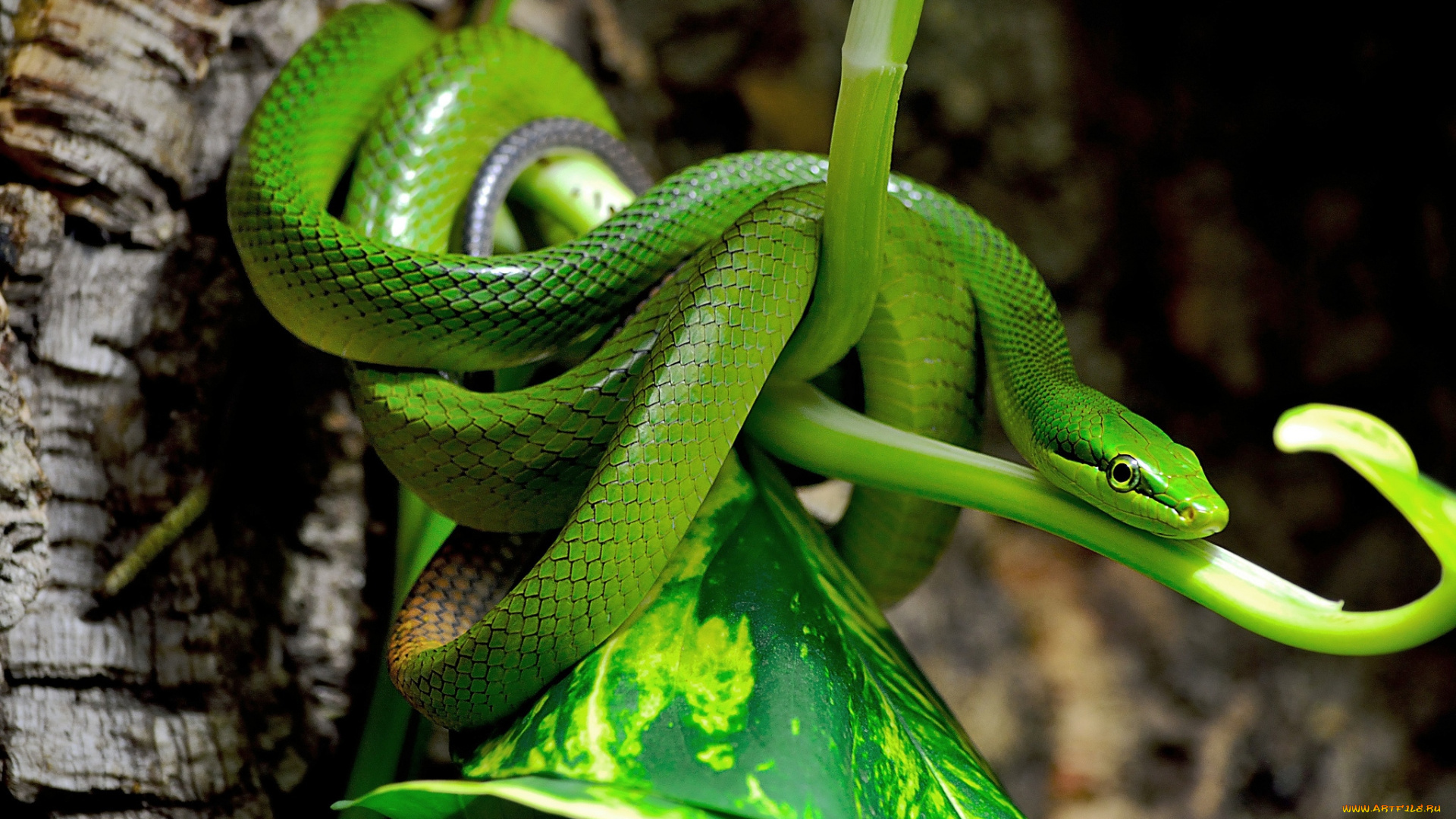 животные, змеи, питоны, кобры, зелёный, полоз, зеленый