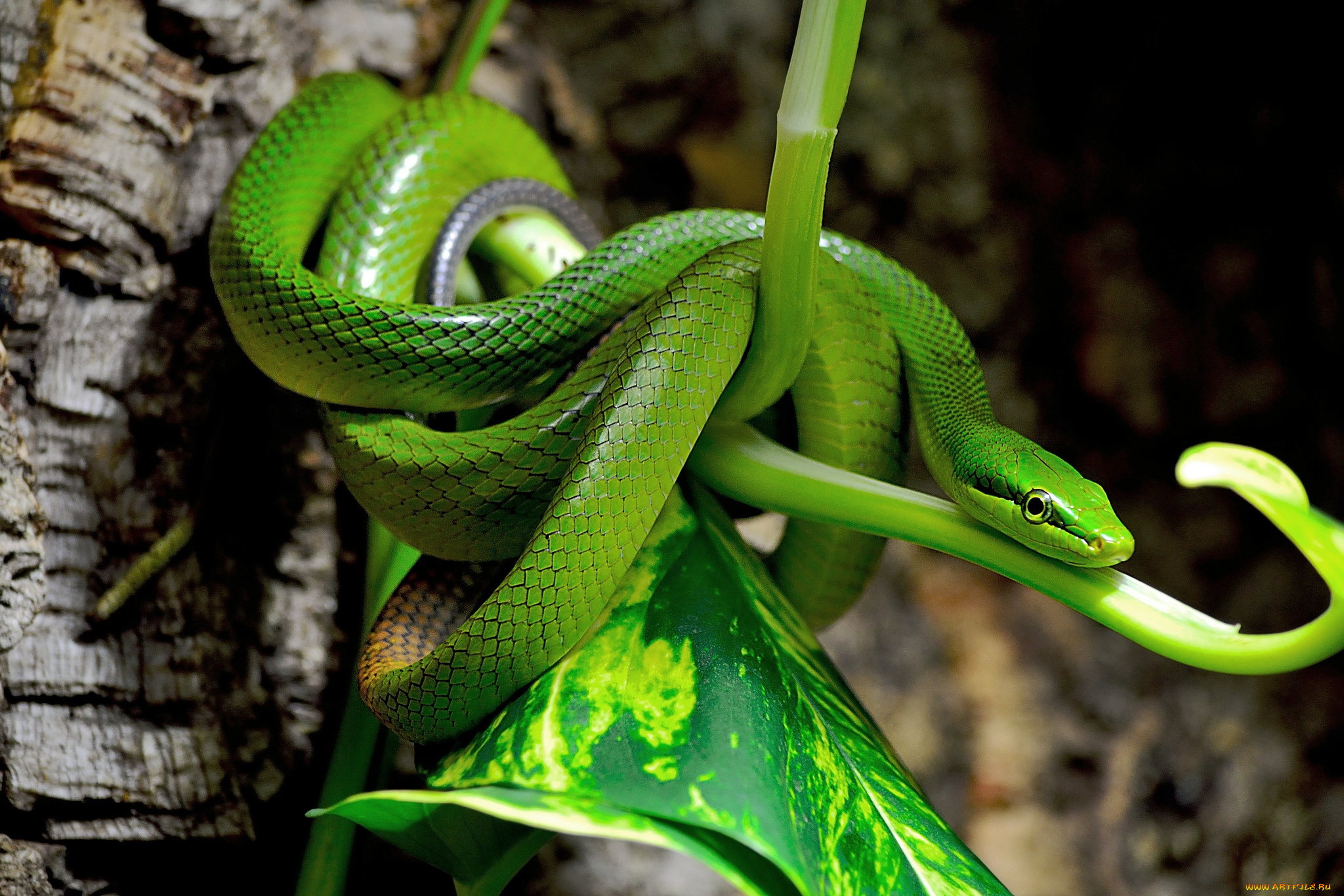 Зеленая змейка. Смарагдовый полоз. Смарагдовый полоз зеленый. Зеленый полоз змея. Зелёная мамба змея.