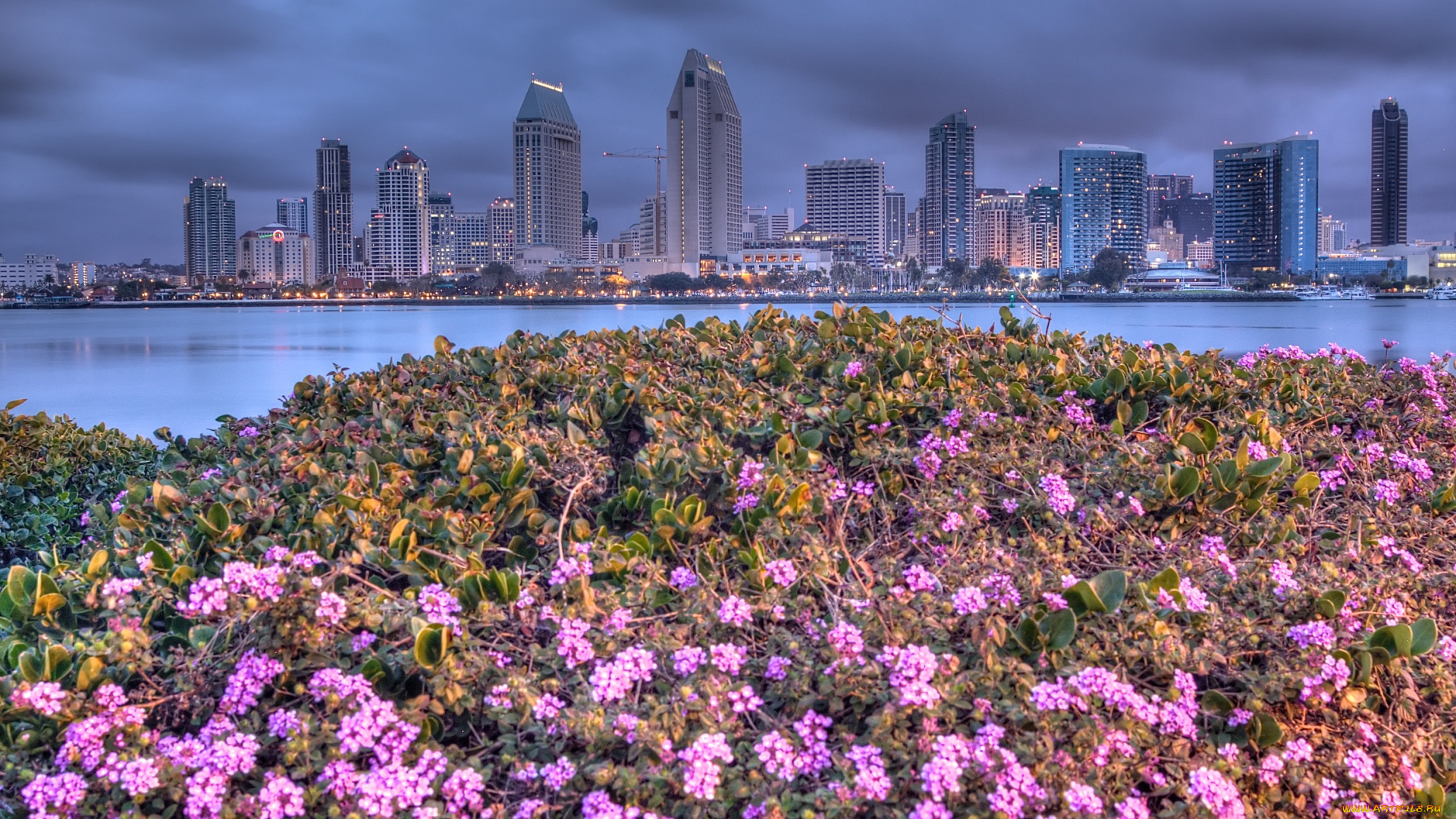 san, diego, города, сан-диего, , сша, луг, панорама, город, цветы, вода