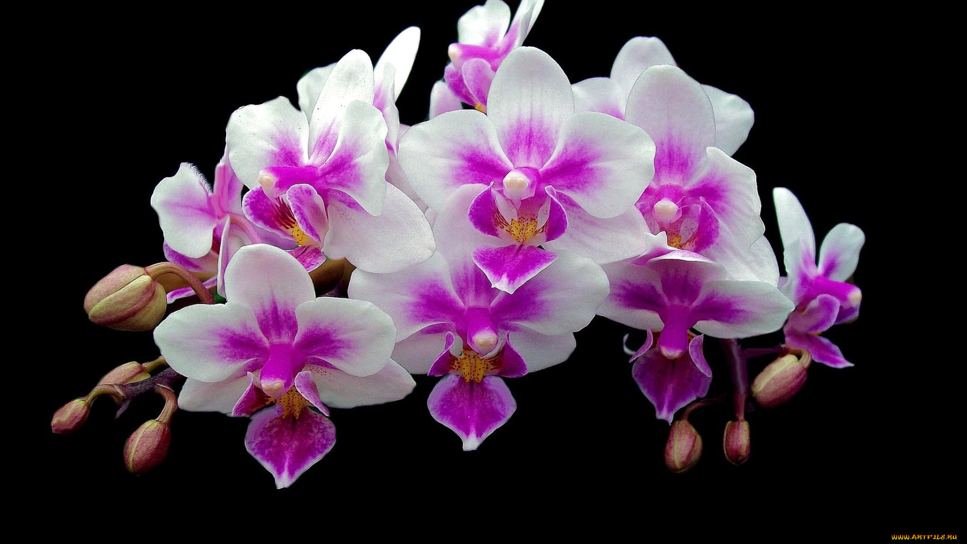 цветы, орхидеи, экзотика