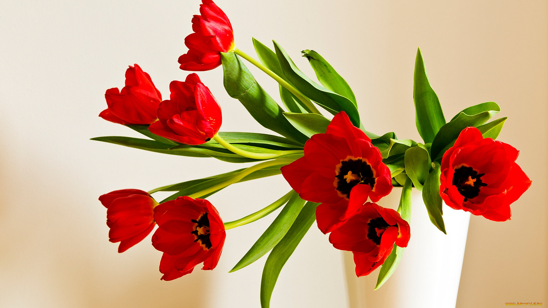 цветы, тюльпаны, красные, лепестки, букет