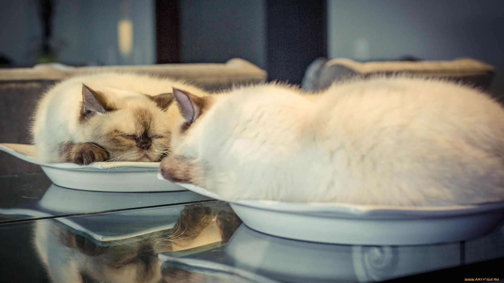 животные, коты, спящая, тарелка, кошка, зеркало, сон, отражение