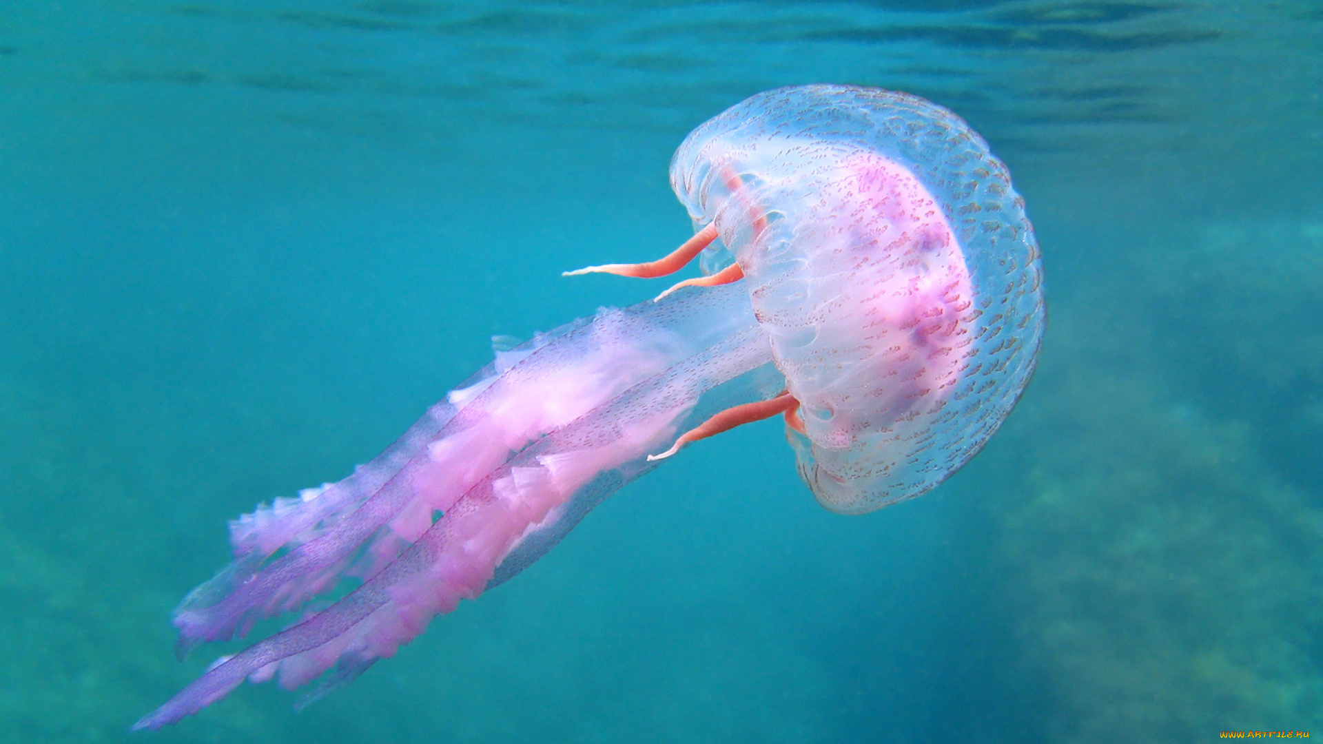 животные, медузы, мир, подводный, вода, море, медуза, океан