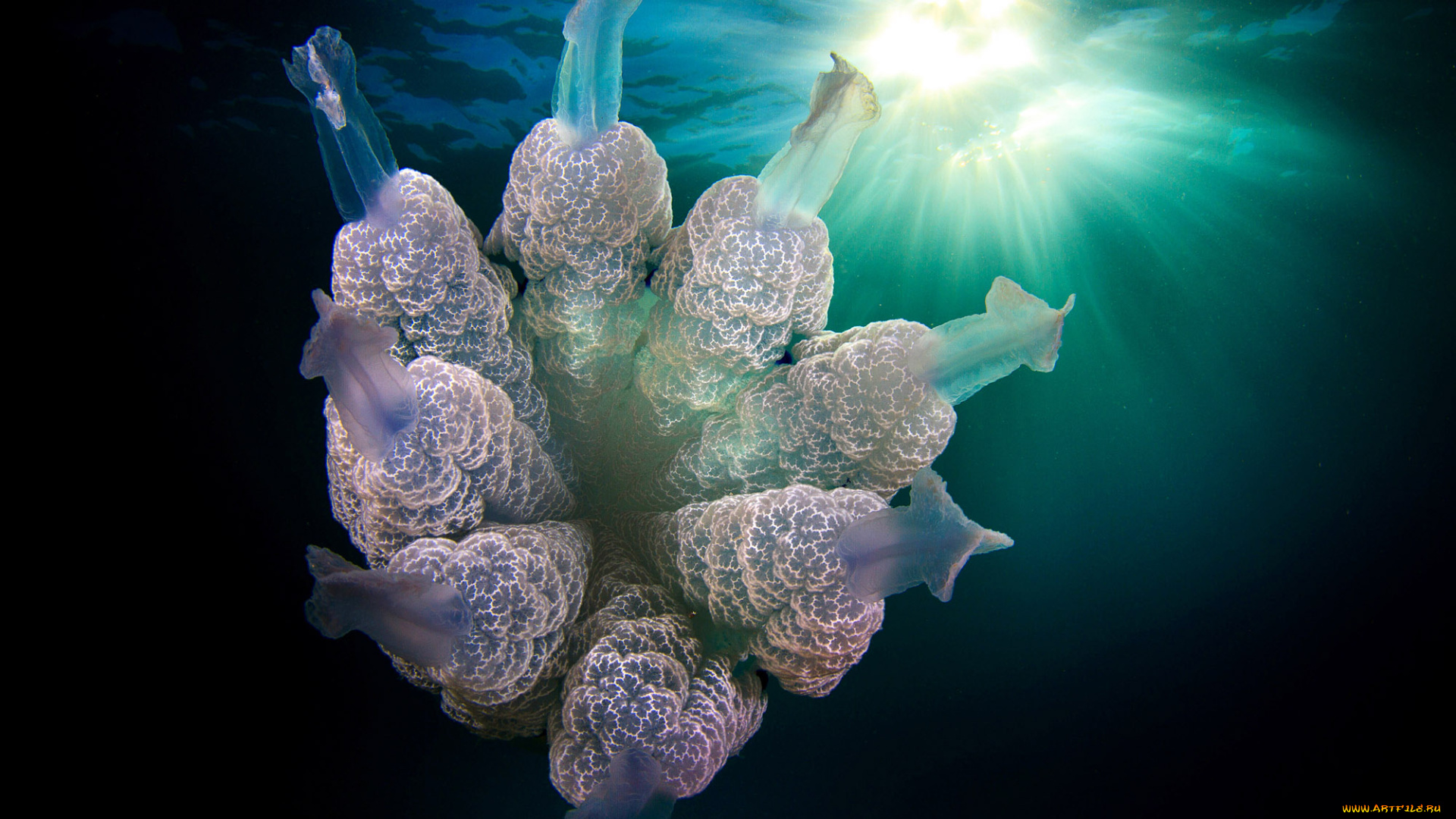 животные, медузы, подводный, мир, медуза, море, океан, вода