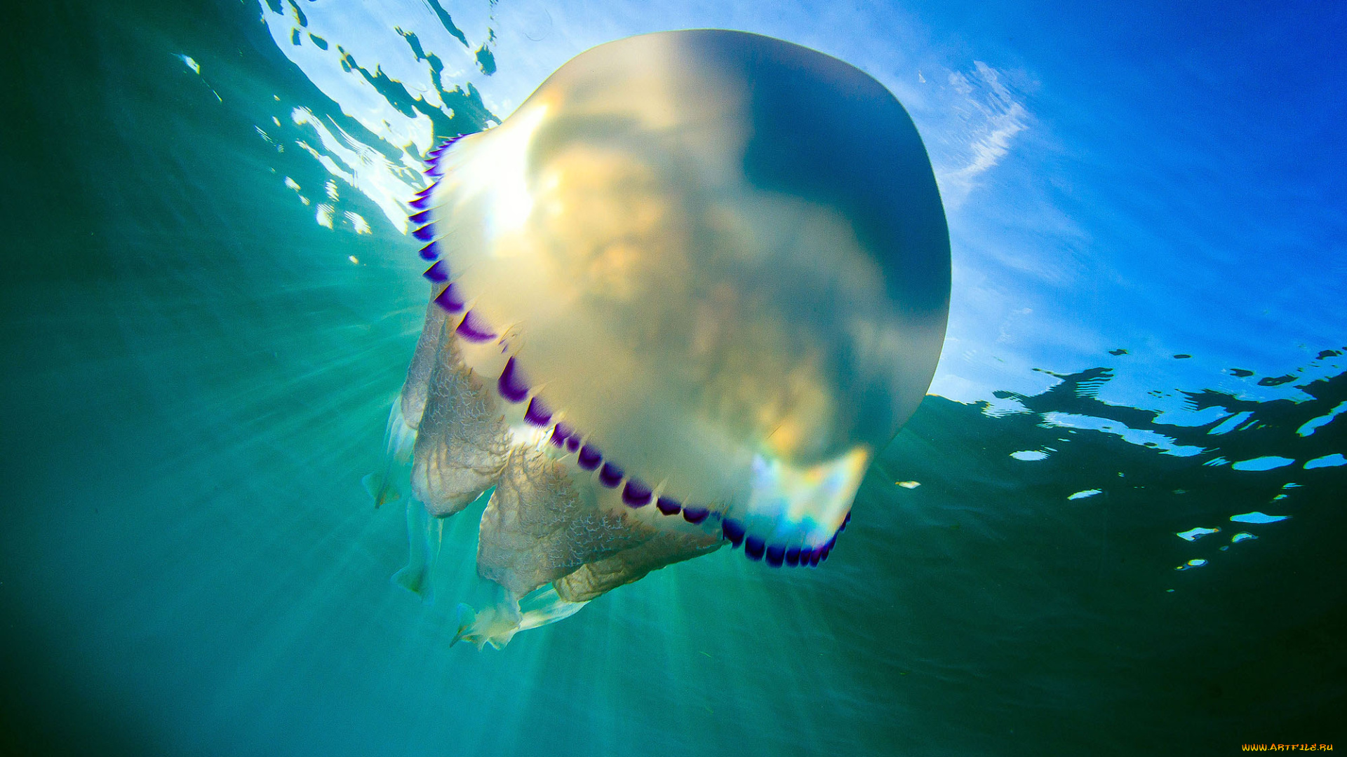 животные, медузы, вода, подводный, мир, медуза, море, океан