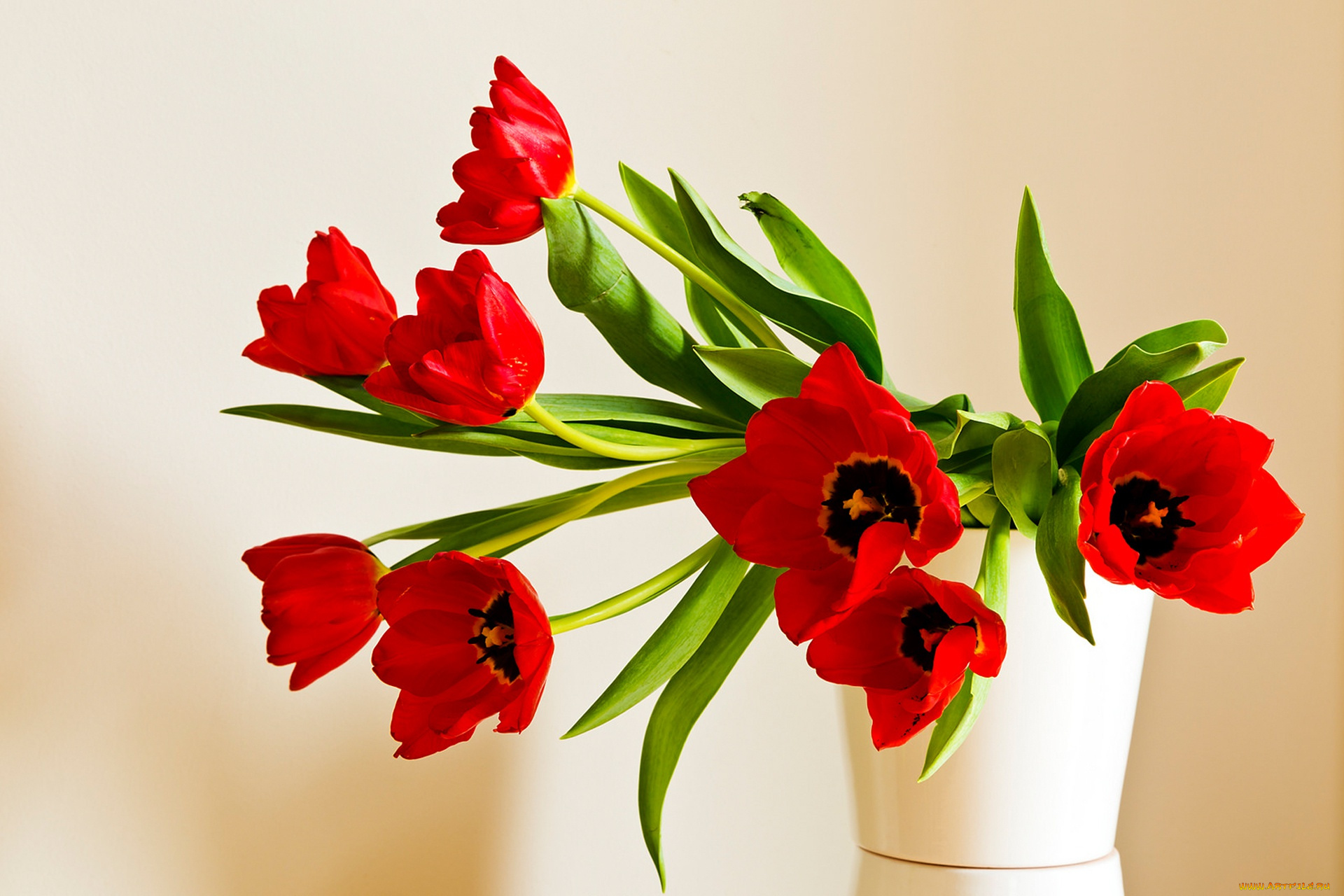 цветы, тюльпаны, красные, лепестки, букет