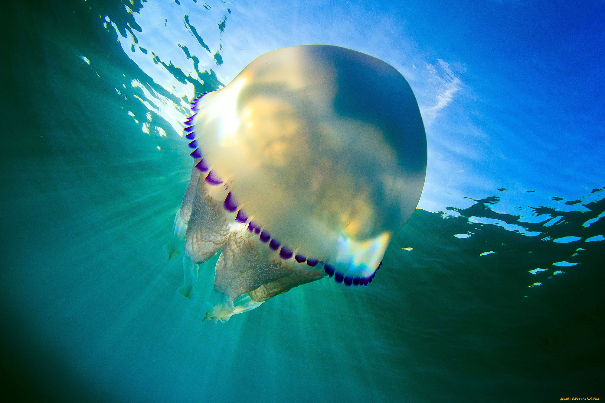 животные, медузы, вода, подводный, мир, медуза, море, океан