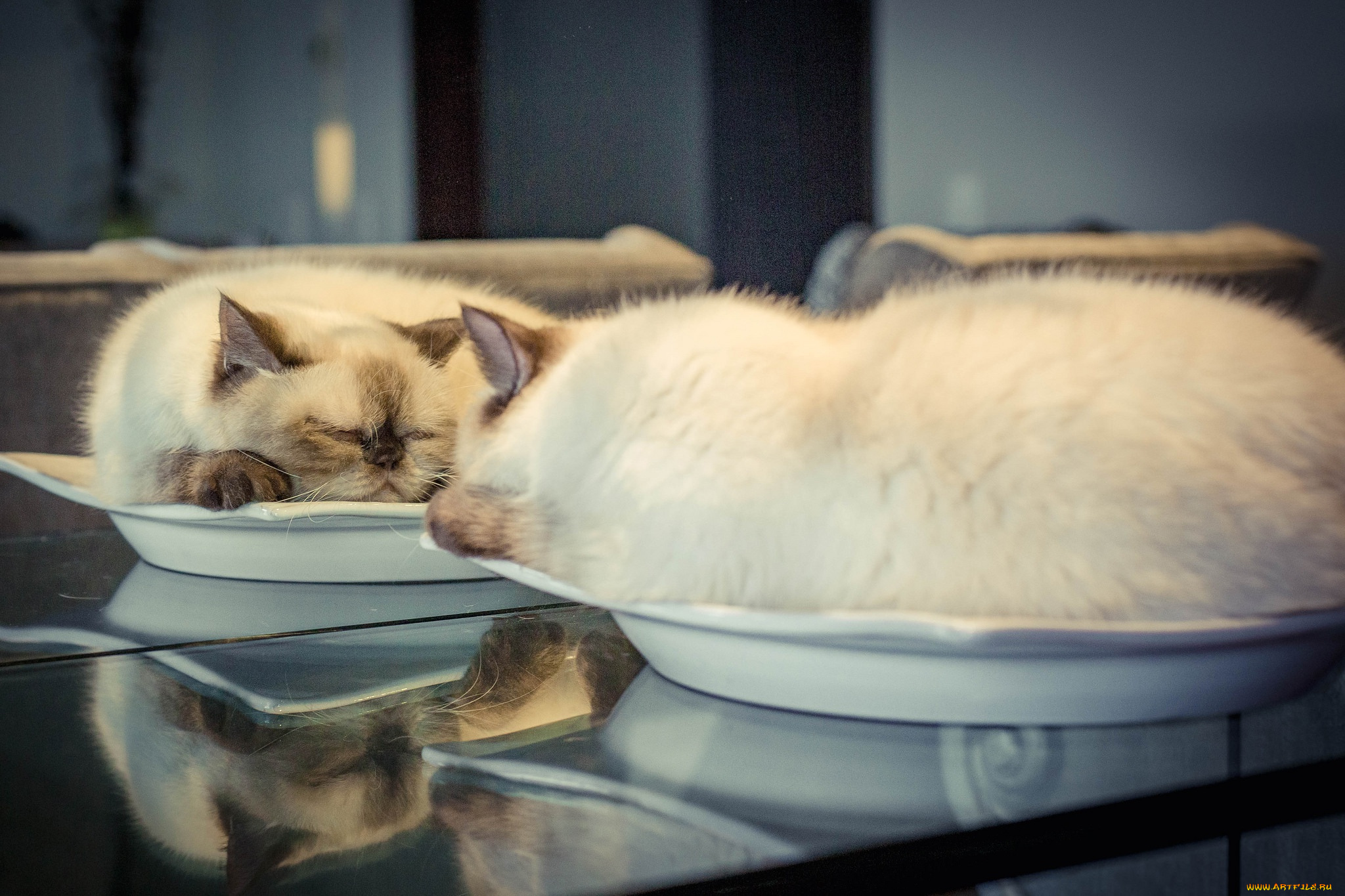 животные, коты, спящая, тарелка, кошка, зеркало, сон, отражение