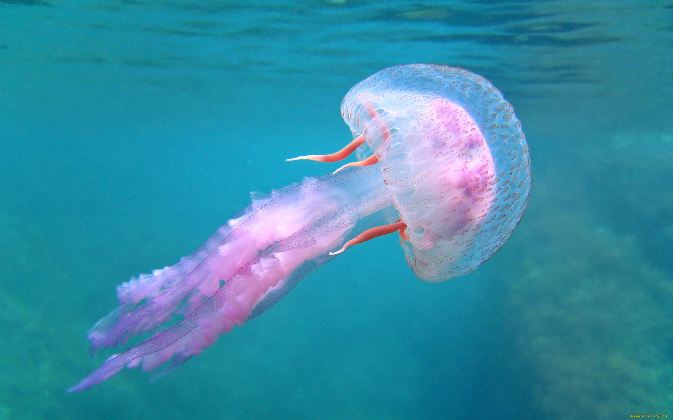 животные, медузы, мир, подводный, вода, море, медуза, океан