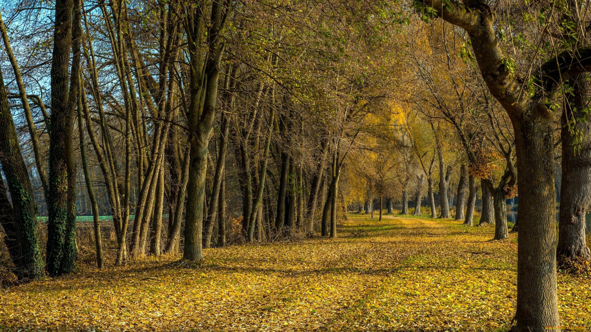 природа, дороги, осень, листопад