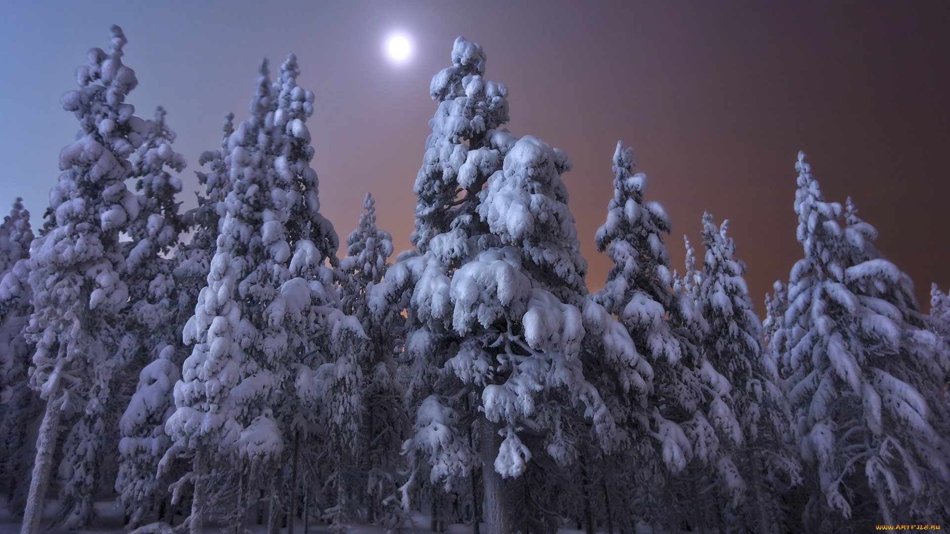 природа, зима, andrey, chabrov, финляндия, ели, луна, ночь, пейзаж, деревья, снег, лес