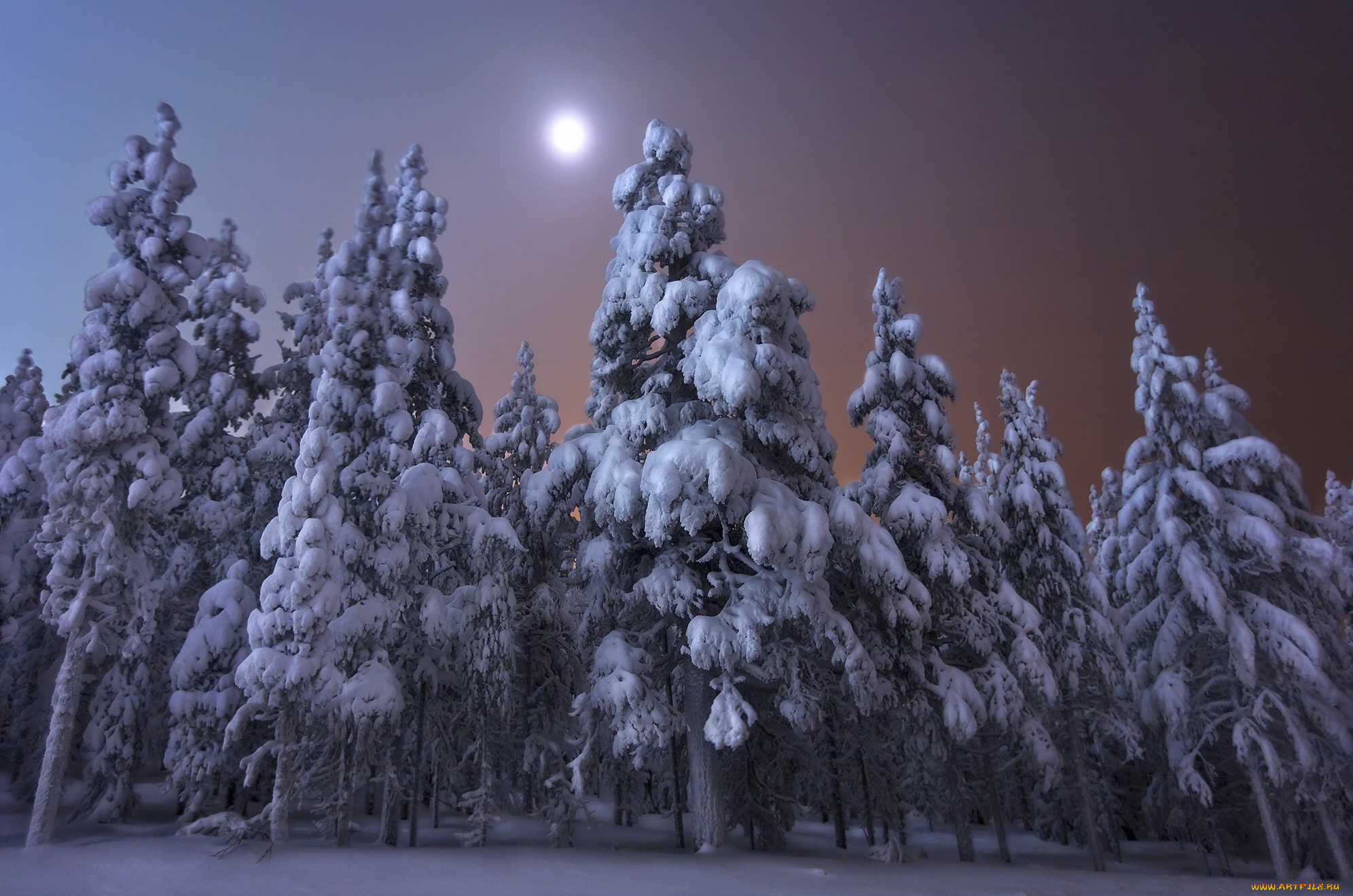 природа, зима, andrey, chabrov, финляндия, ели, луна, ночь, пейзаж, деревья, снег, лес