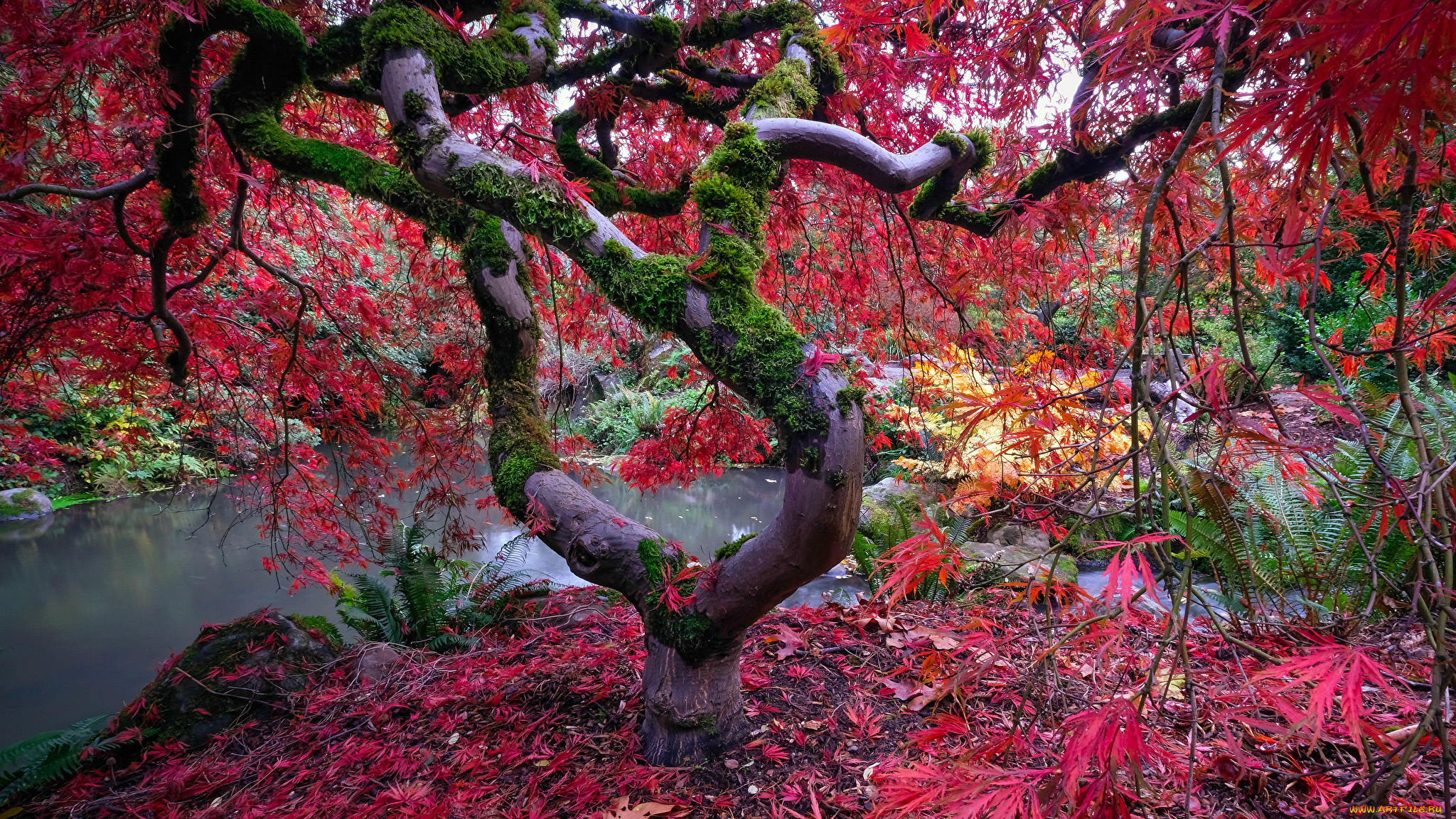 природа, деревья, листопад, осень