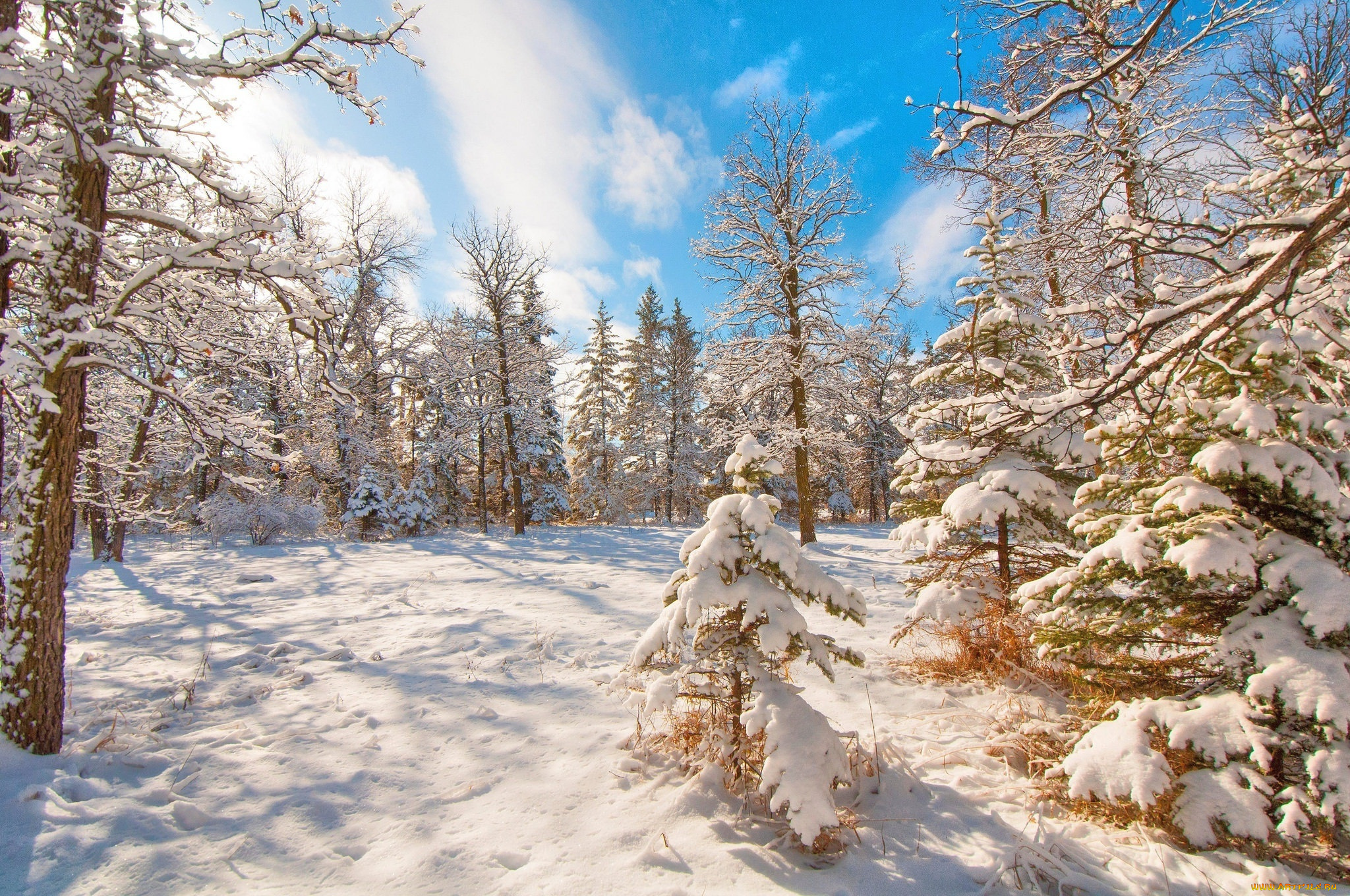 природа, зима, пейзаж, снег, деревья, небо, облака