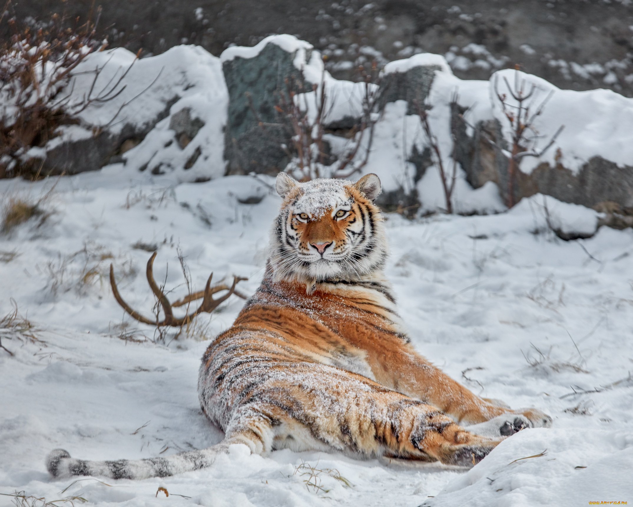 животные, тигры, снег, зима, тигрица, дикая, кошка