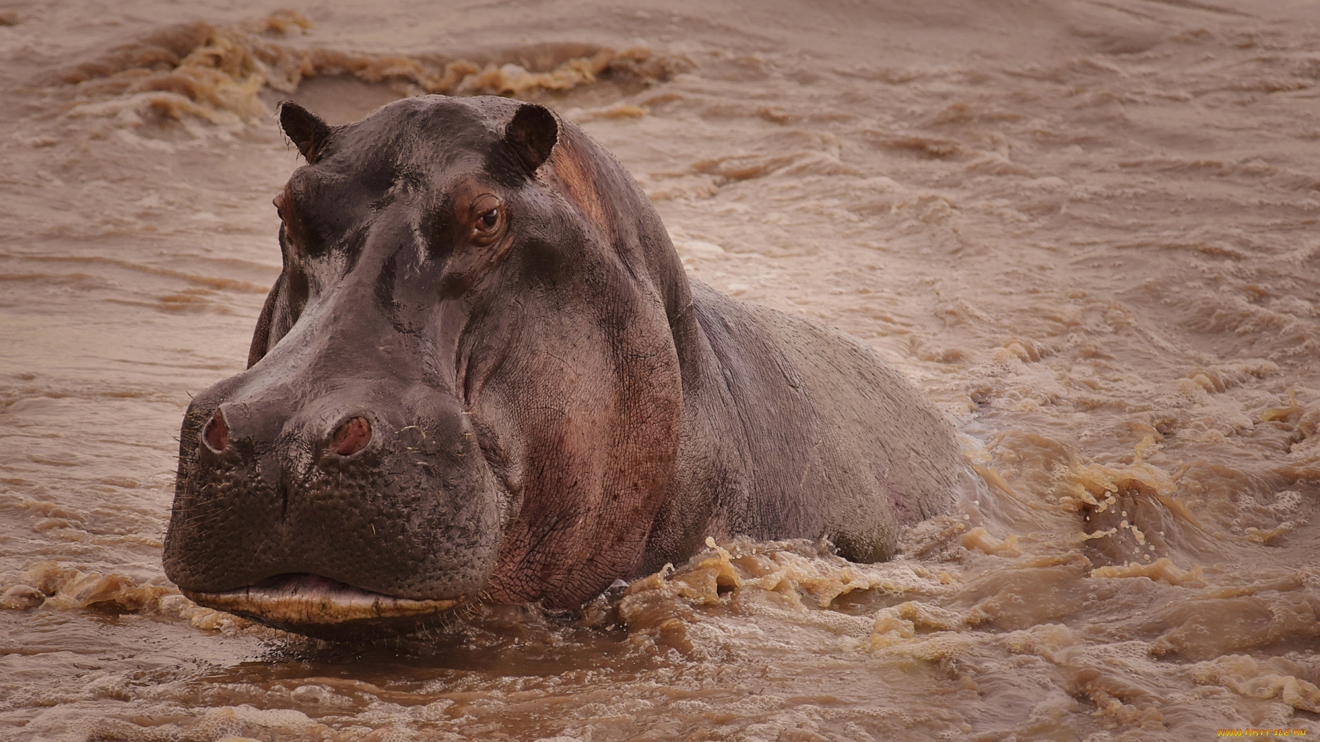 бегемот, животные, бегемоты, hippopotamus, млекопитающие, китопарнокопытные, бегемотовые, клыки, пасть, вода