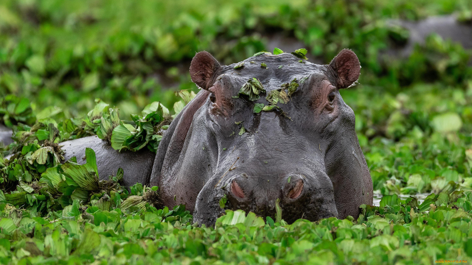 бегемот, животные, бегемоты, hippopotamus, млекопитающие, китопарнокопытные, бегемотовые, клыки, пасть, вода