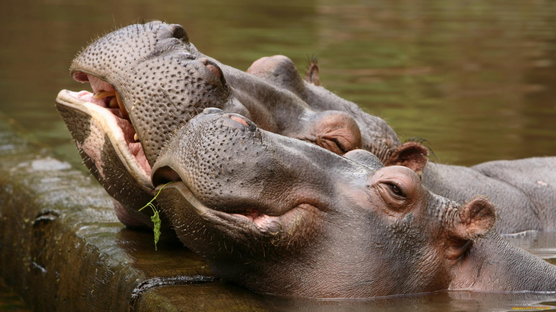 бегемоты, животные, бегемот, hippopotamus, млекопитающие, китопарнокопытные, бегемотовые, клыки, пасть, вода