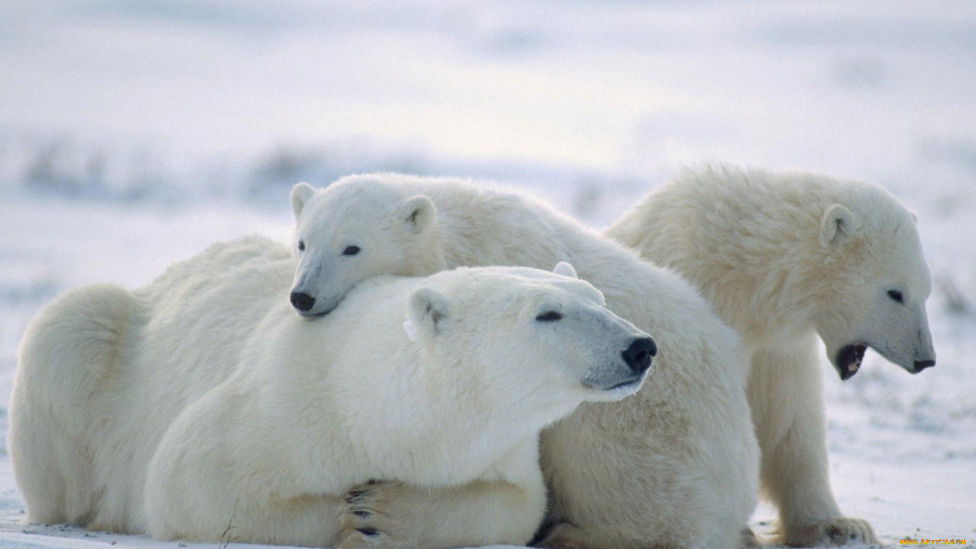 белый, полярный, медведь, , медведица, с, медвежатами, животные, медведи, белый, медвежата, медвежонок, медведица, полярный, медведь, хищники, медвежьи, млекопитающие, снег, мороз, льды, шерсть, когти, пасть, клыки