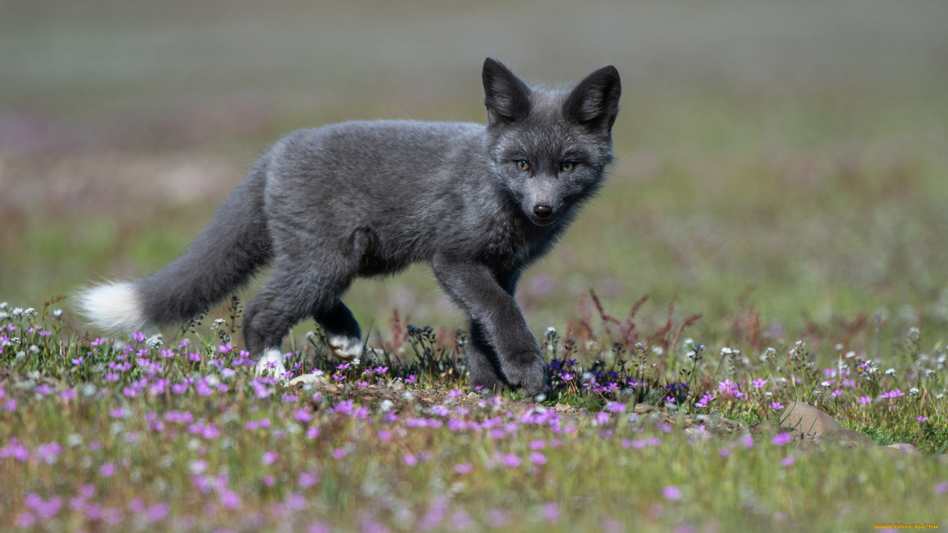 чернобурая, лисица, животные, лисы, чернобурая, лисица, black, fox, чернобурка, псовые, лисицы, млекопитающие, мех, пушнина, чёрная, лиса, хищник