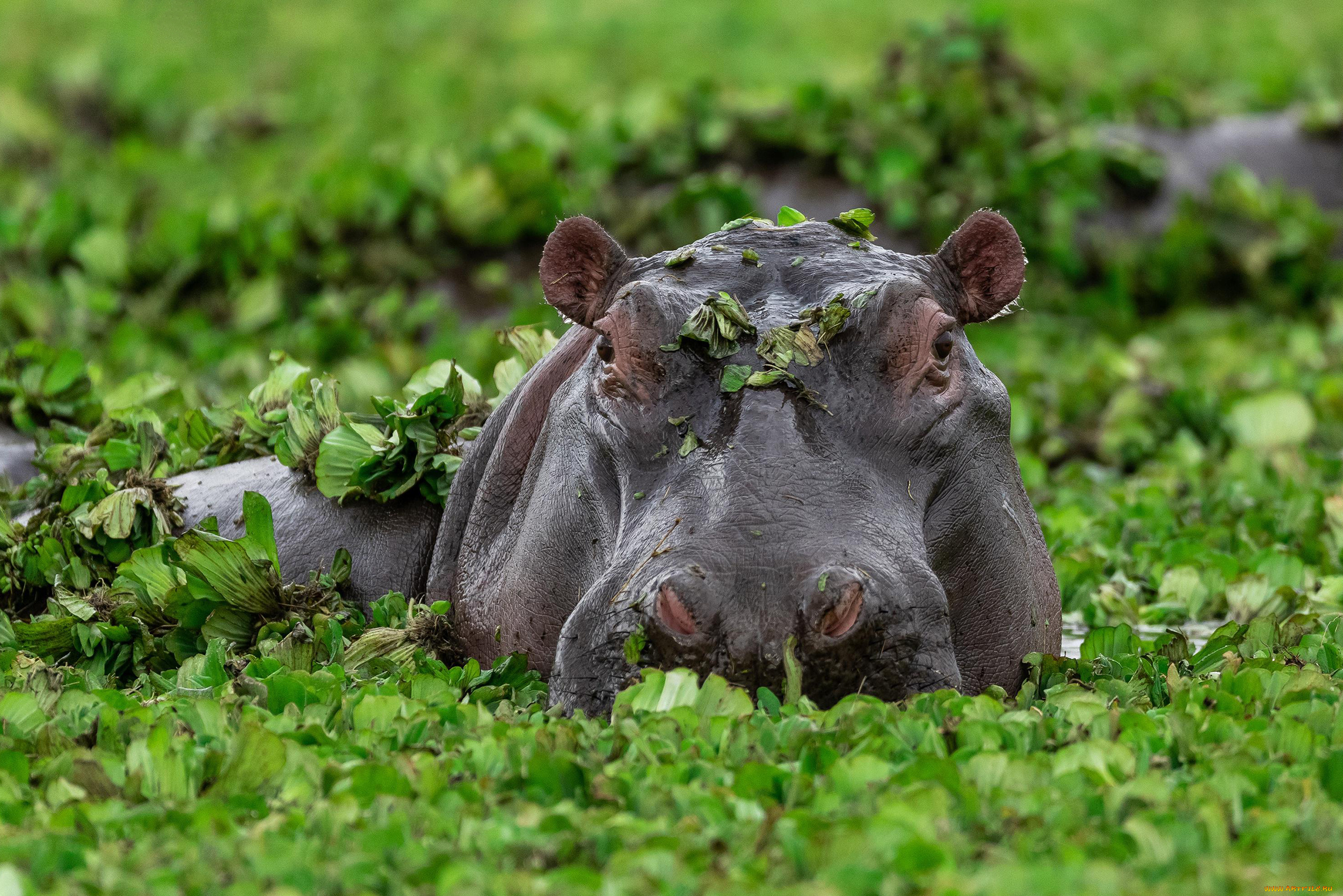 бегемот, животные, бегемоты, hippopotamus, млекопитающие, китопарнокопытные, бегемотовые, клыки, пасть, вода