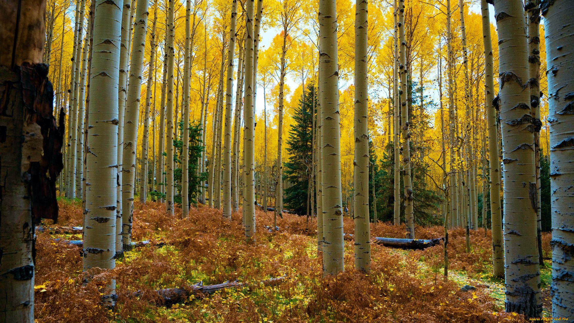 flagstaff, arizona, природа, лес