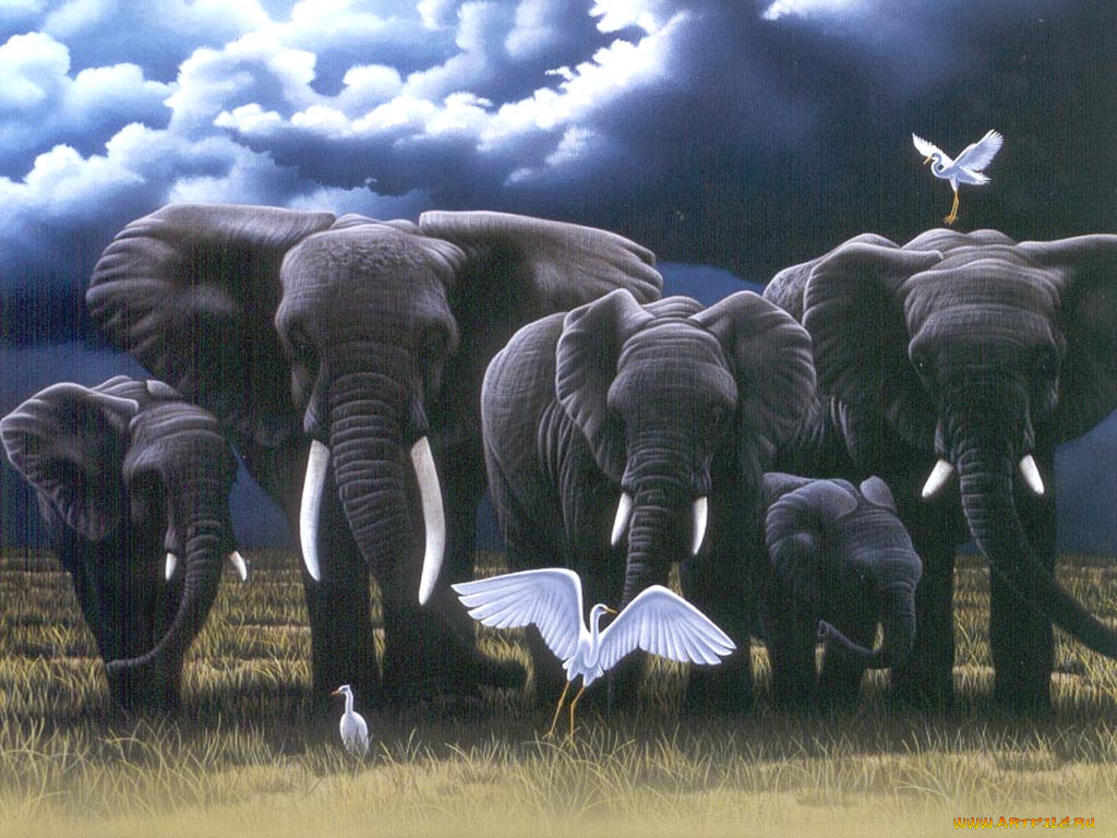 рисованные, животные, слон, птица