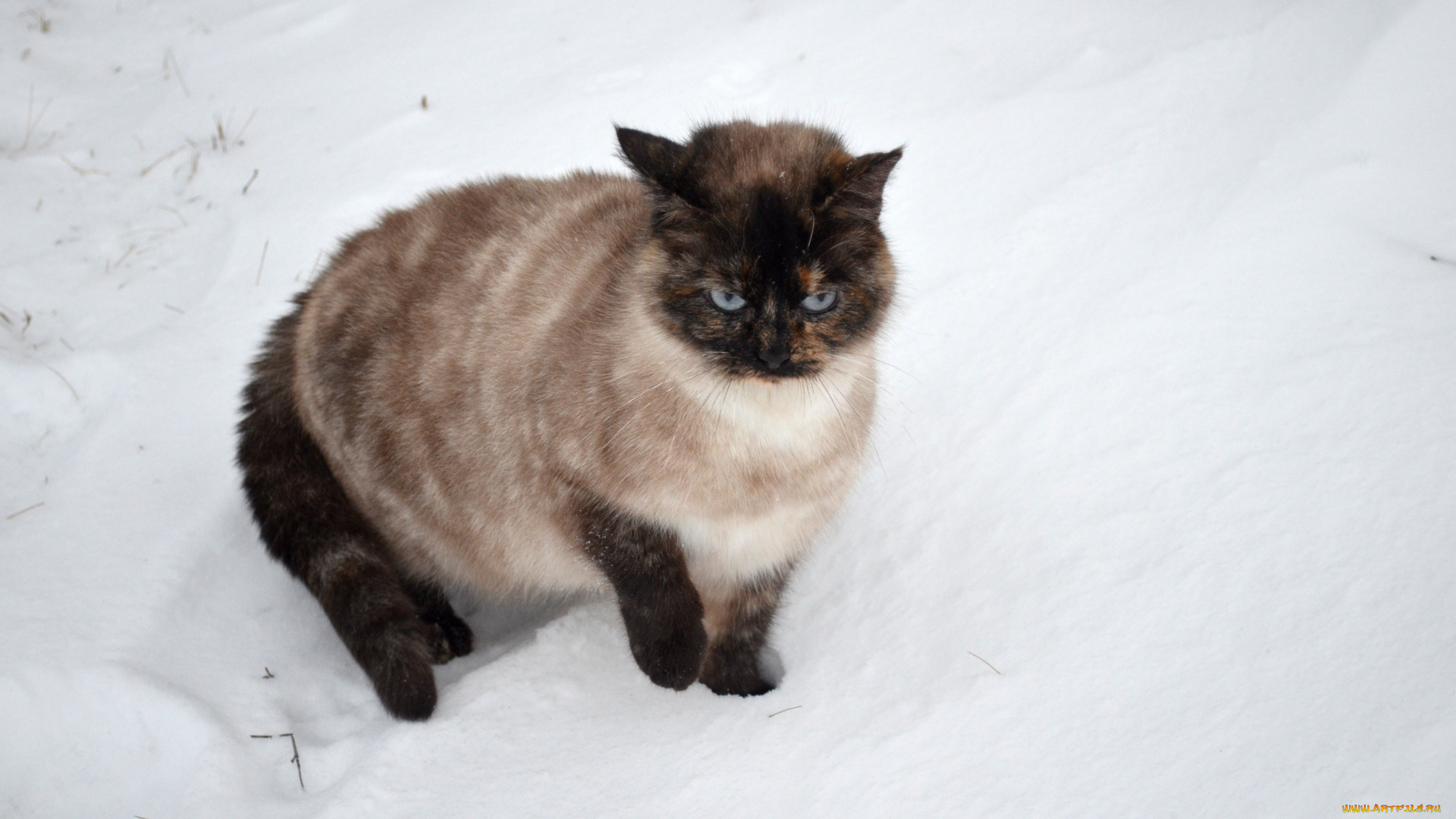 животные, коты, кот, кошка, снег