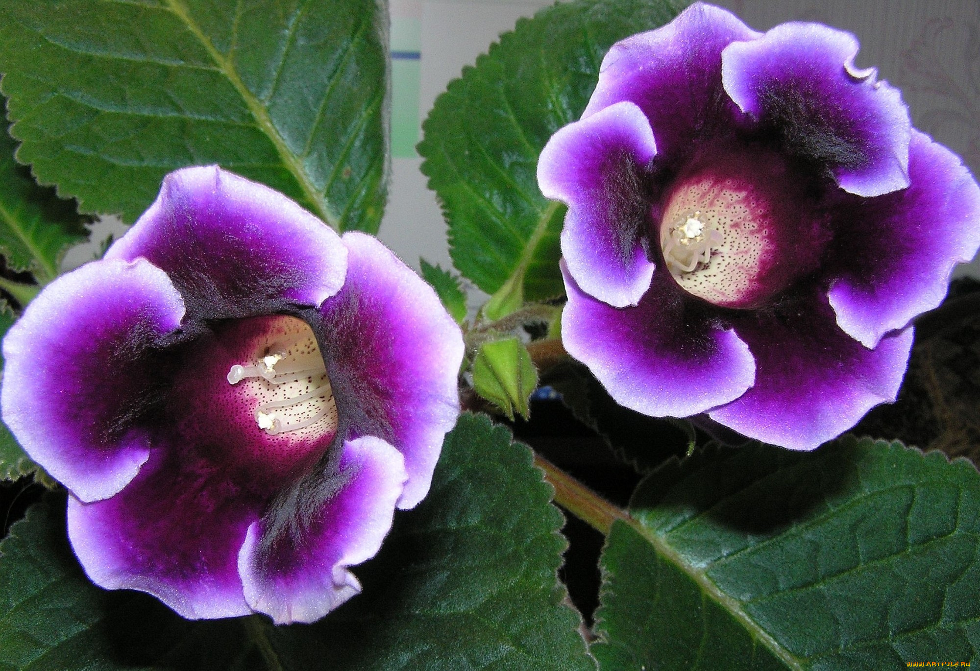 цветы, глоксиния, синнингия, фиолетовый