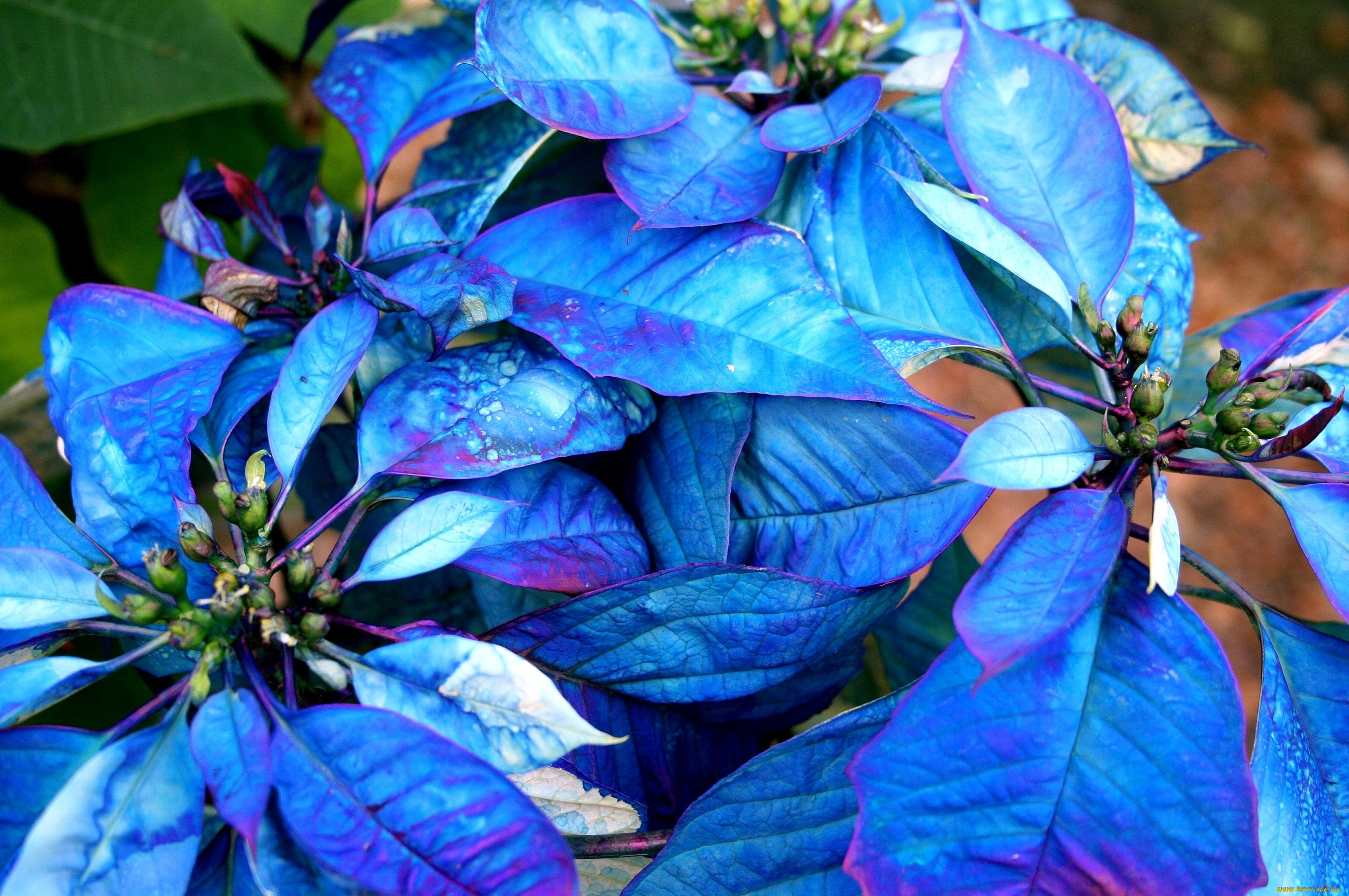 Нилов цветы. Пуансеттия синяя голубая. Пуансеттия. Пуансеттия синяя. Цветок пуансеттия синий.