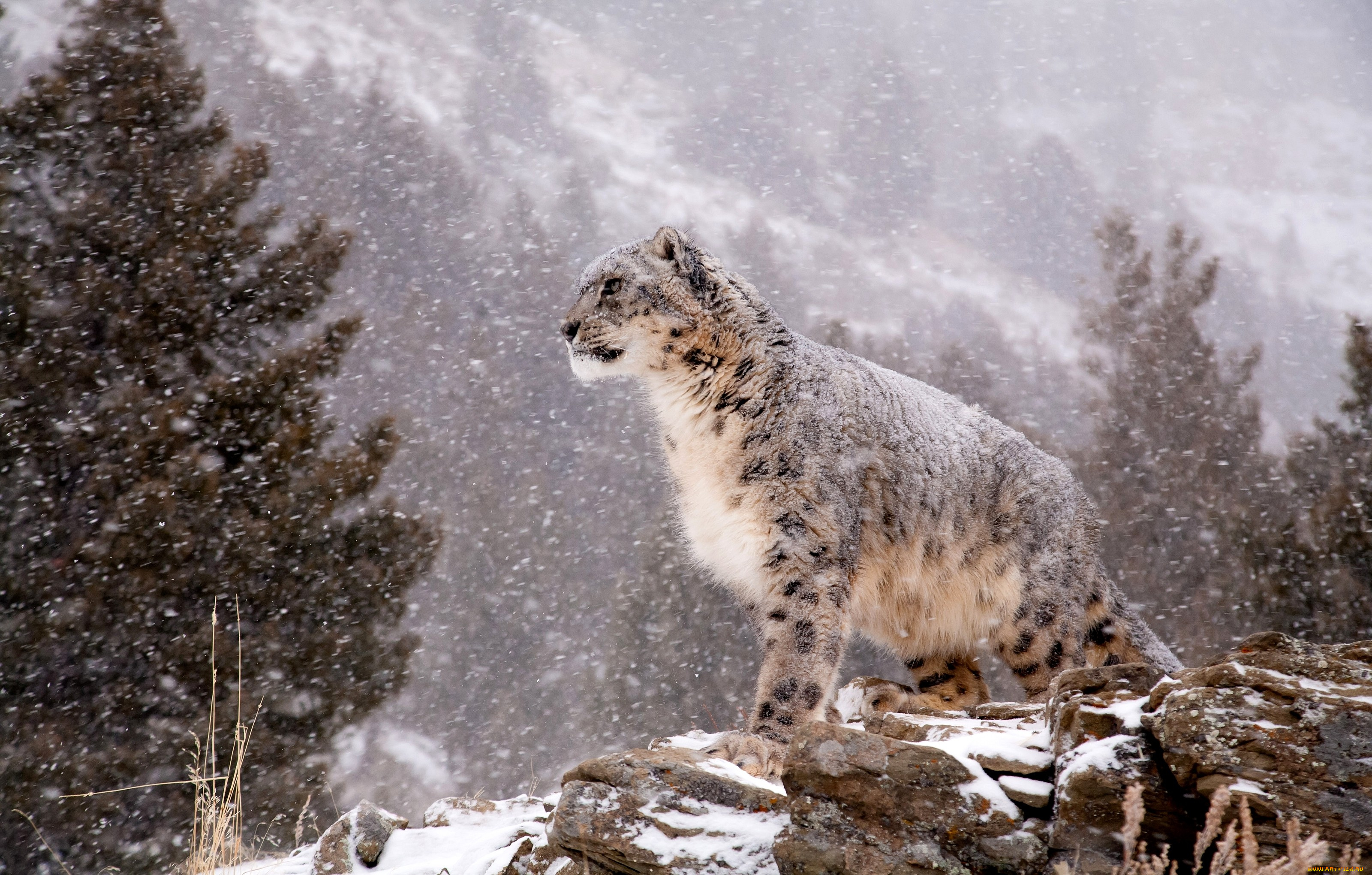 Дикая природа доклад. Снежный Барс (Ирбис, снежный леопард). Снежный Барс Кроноцкий заповедник. Снежный Барс на памире. Ирбис горный леопард.