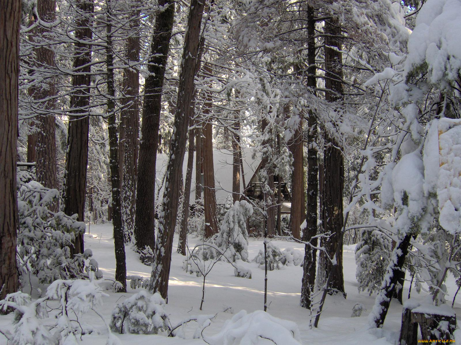 природа, лес, снег, дом