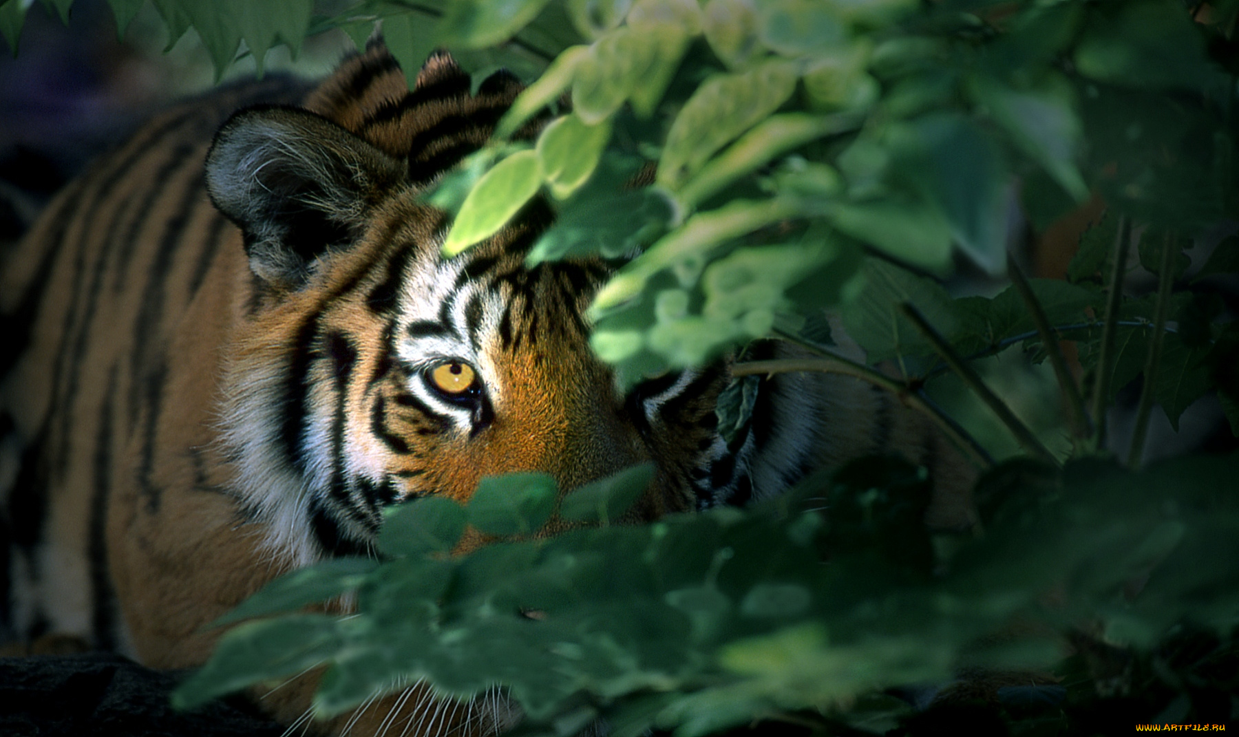 животные, тигры, листья, глаз