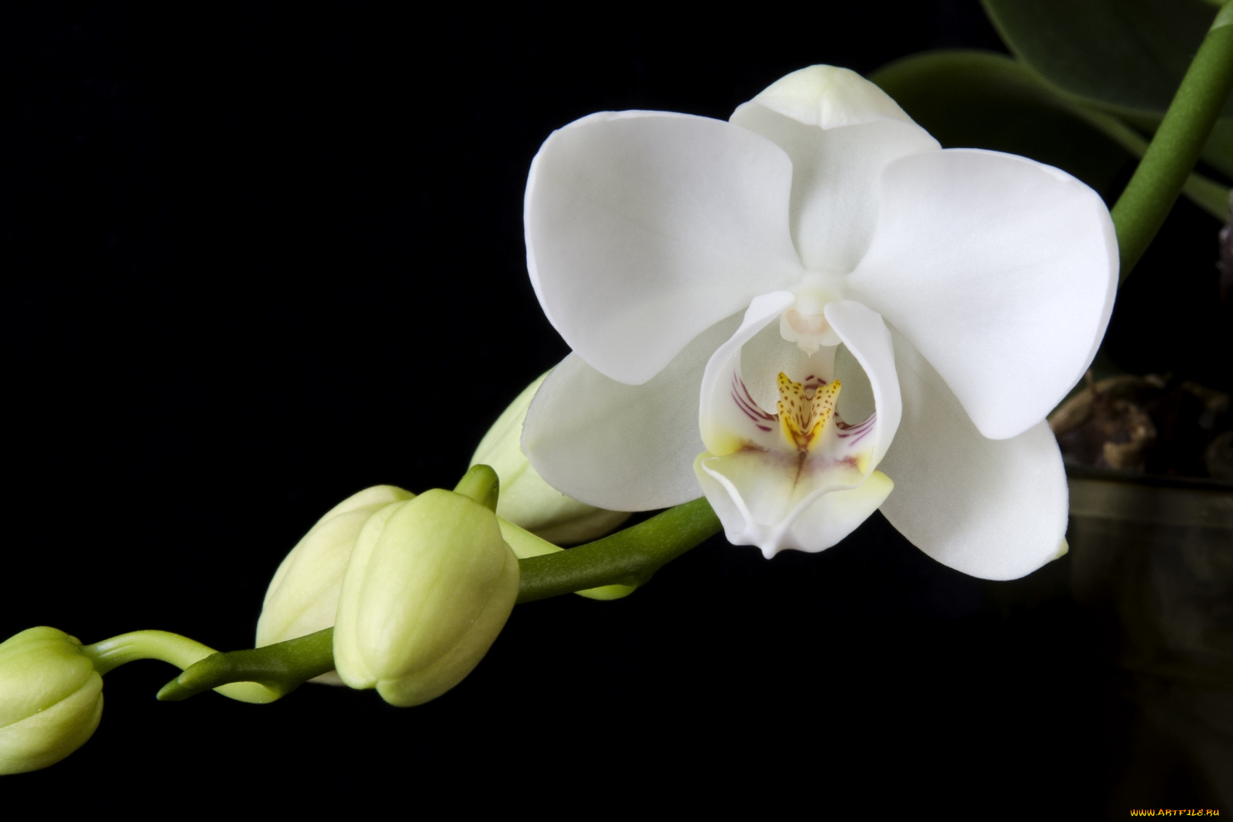 цветы, орхидеи, макро, белый, ветка