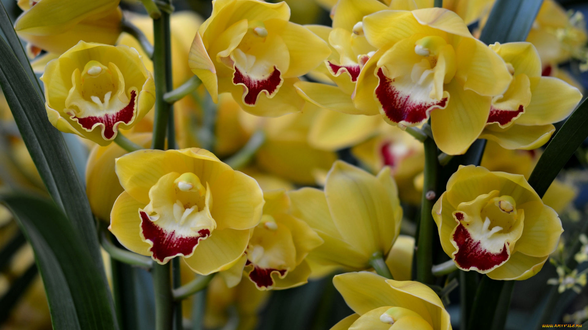 цветы, орхидеи, желтый, много