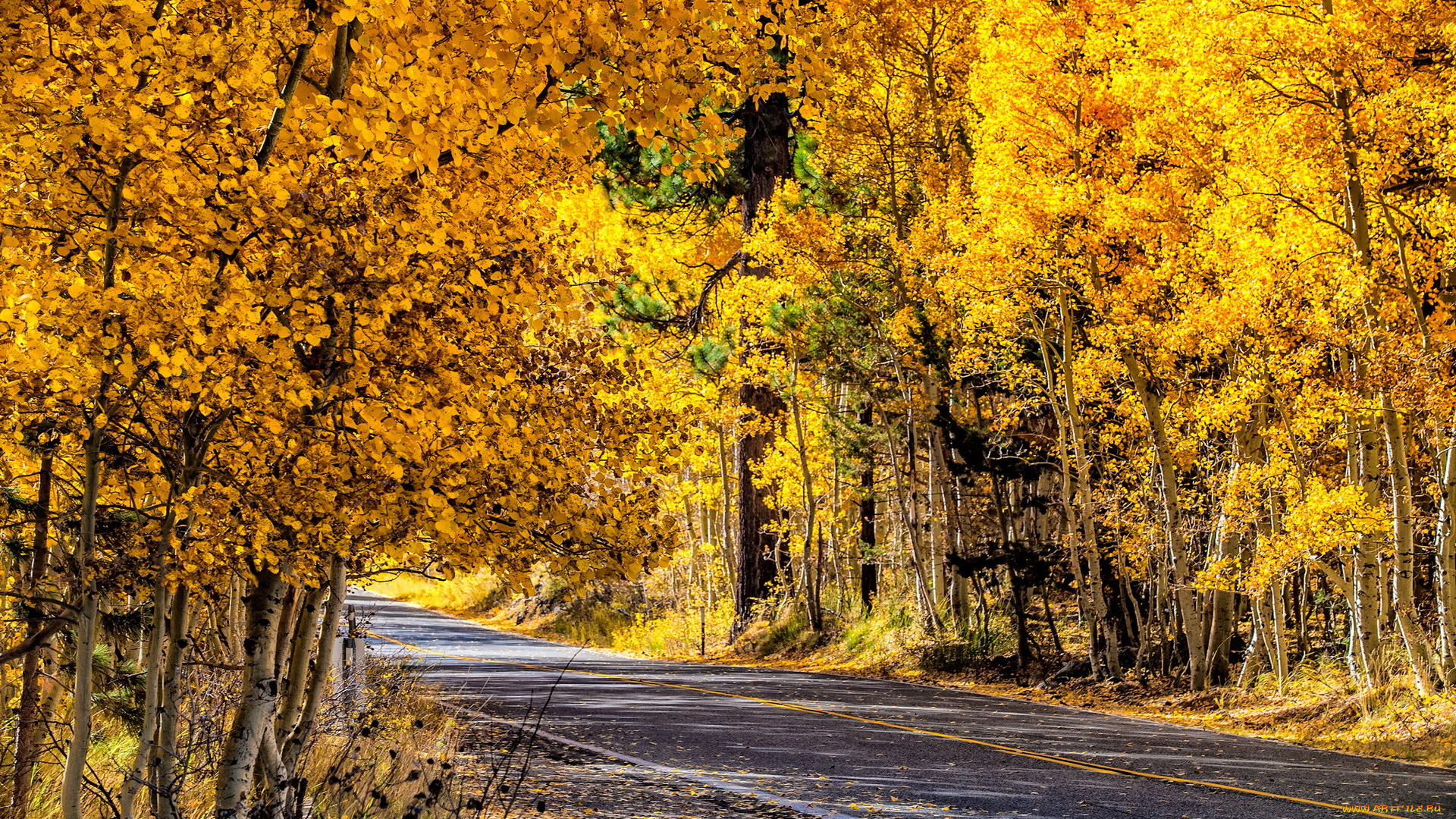 природа, дороги, дорога, осень, пейзаж