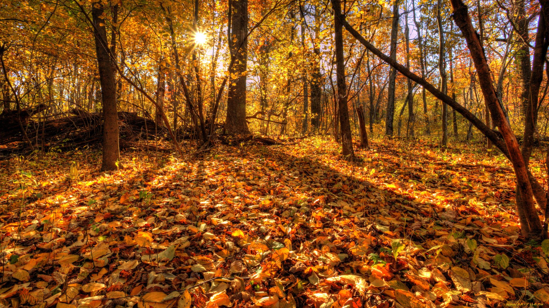 природа, лес, листья, осень, деревья